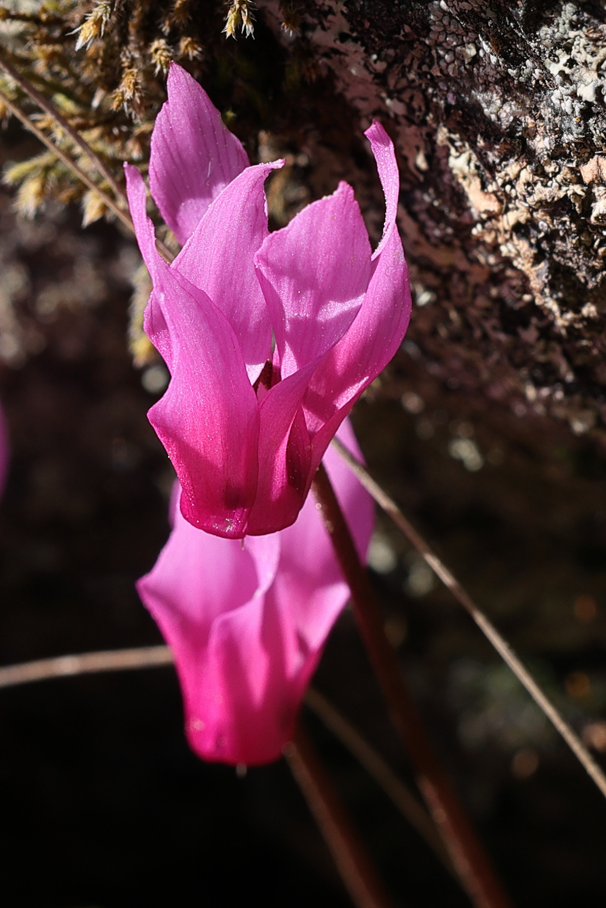 cyclamen_repandum3md