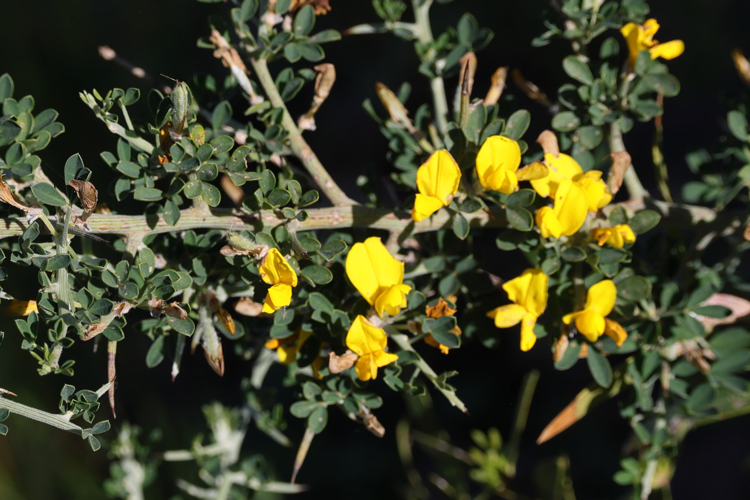 cytisus_lanigerus1md