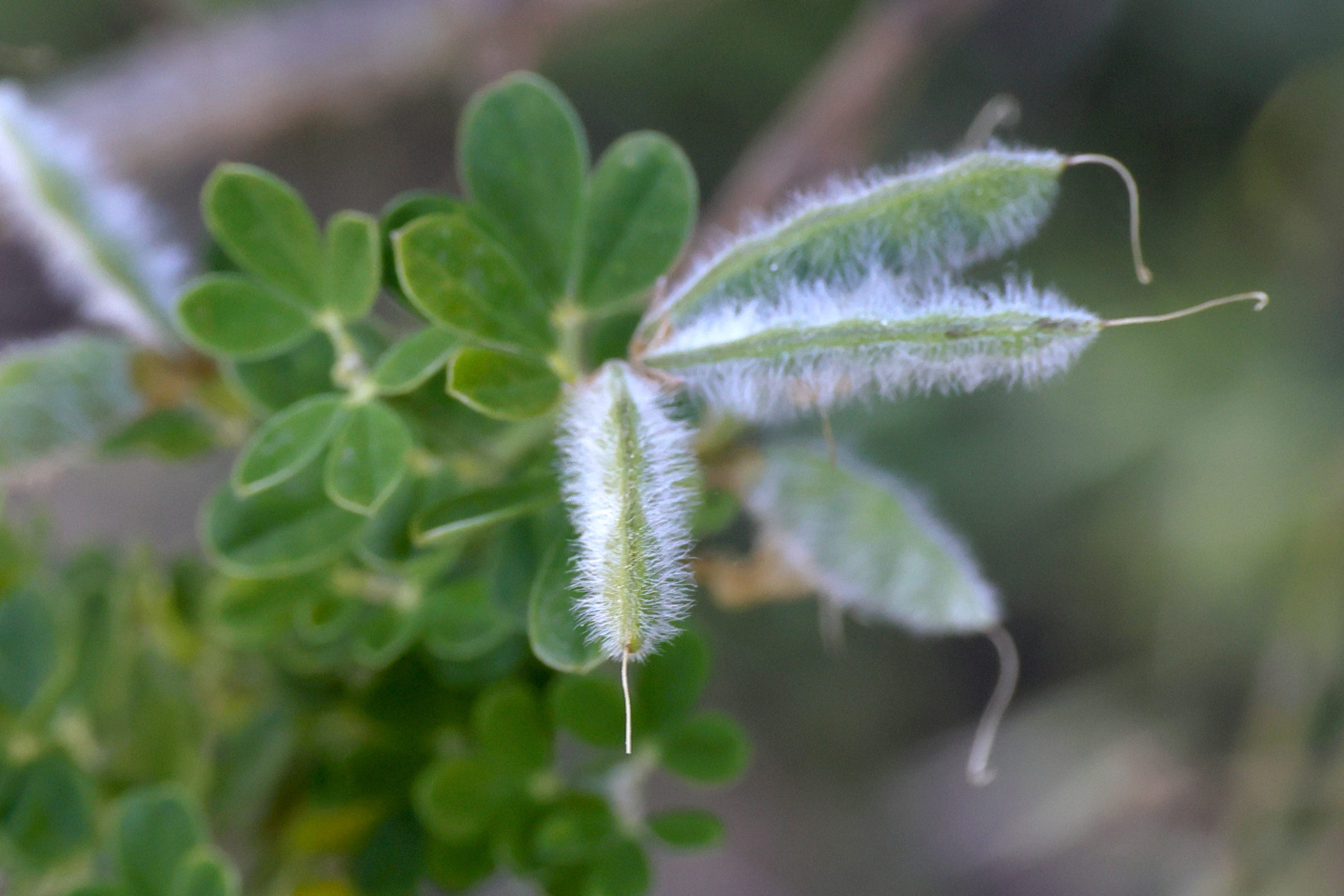 cytisus_lanigerus2md