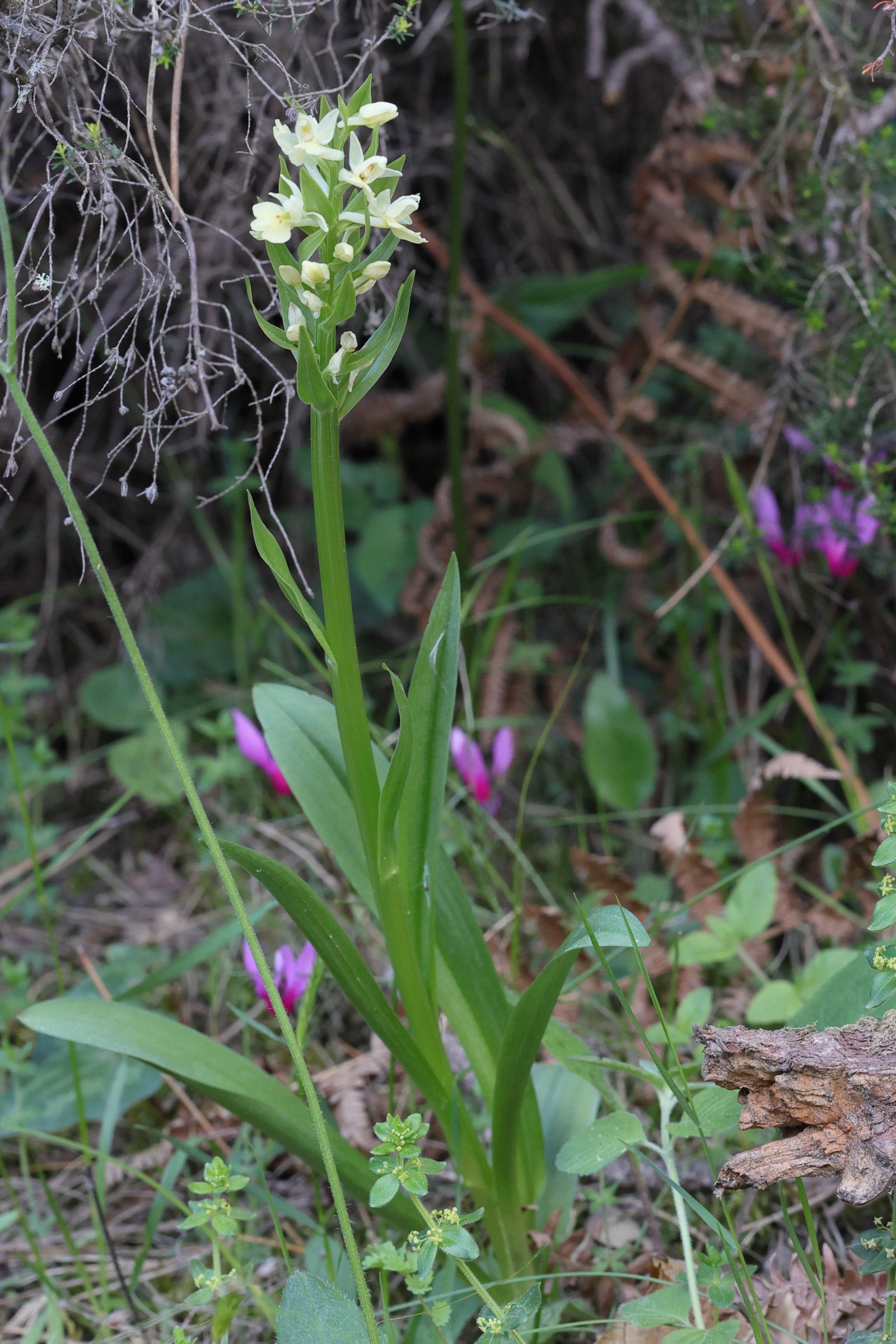 dactylorhiza_insularis1md