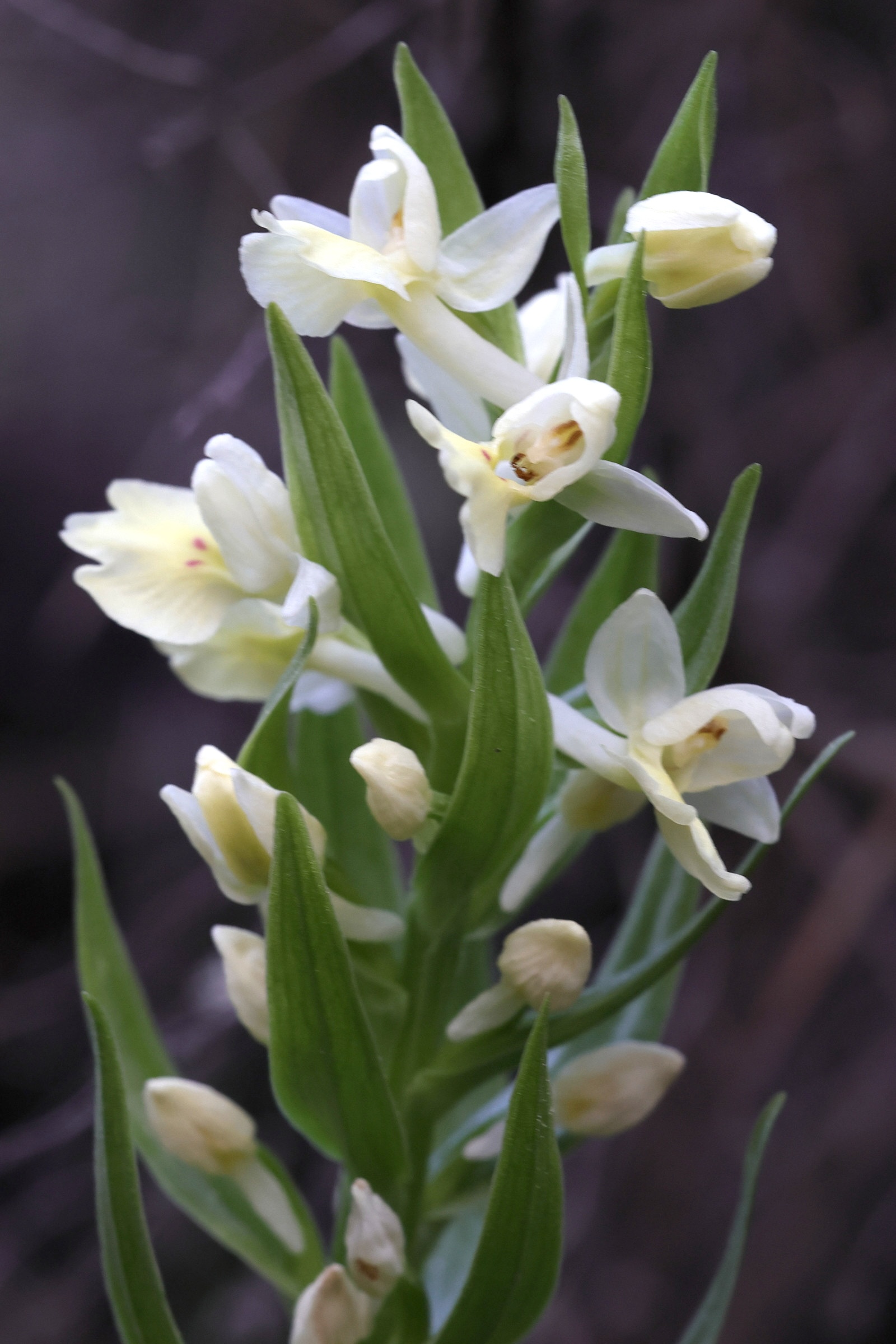 dactylorhiza_insularis2md