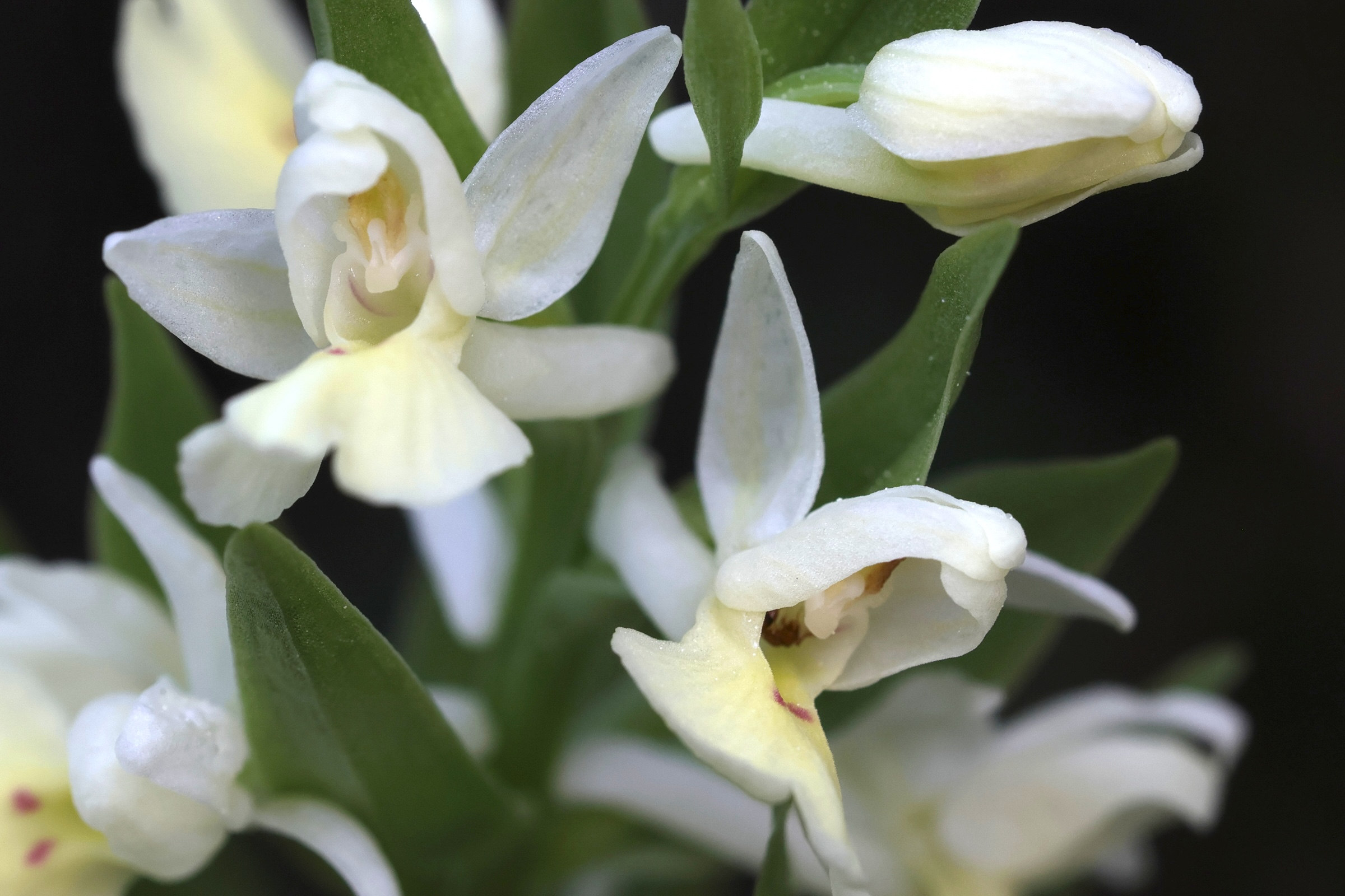 dactylorhiza_insularis3md