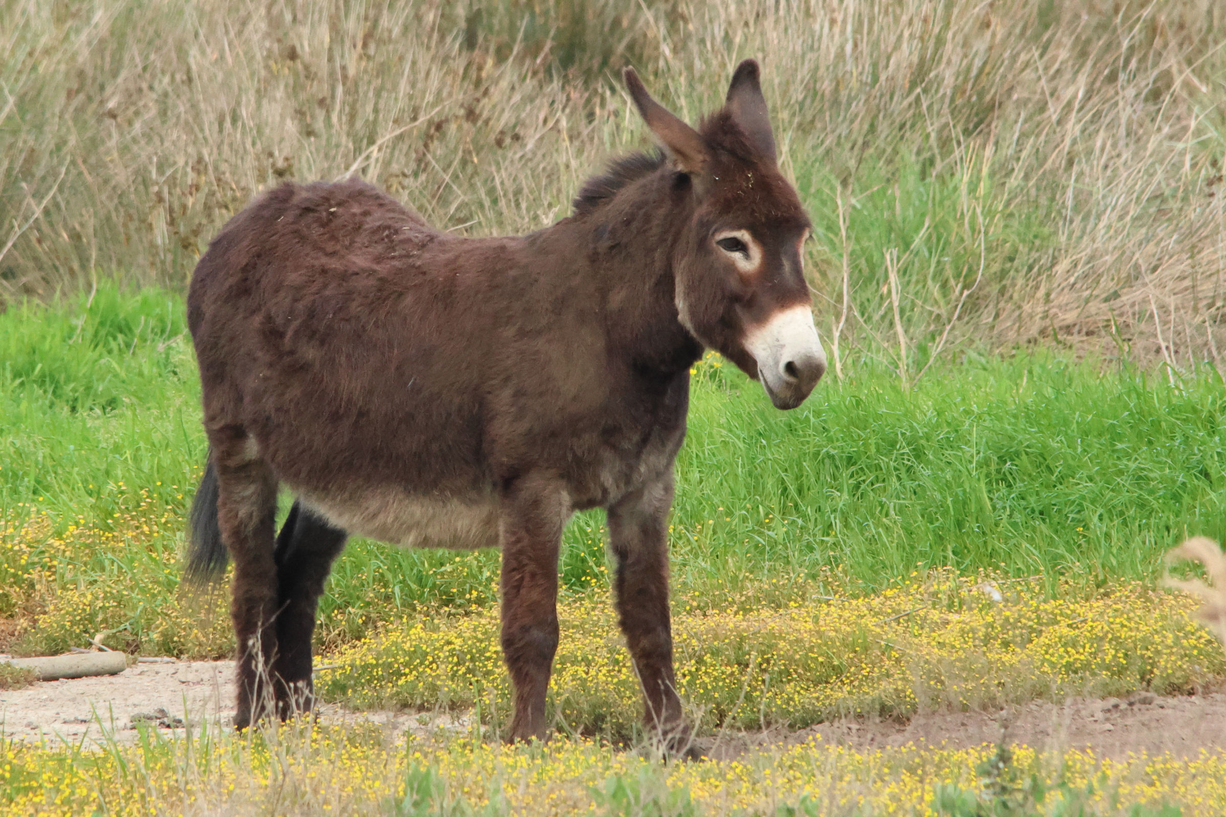 equus_asinus-corse1md