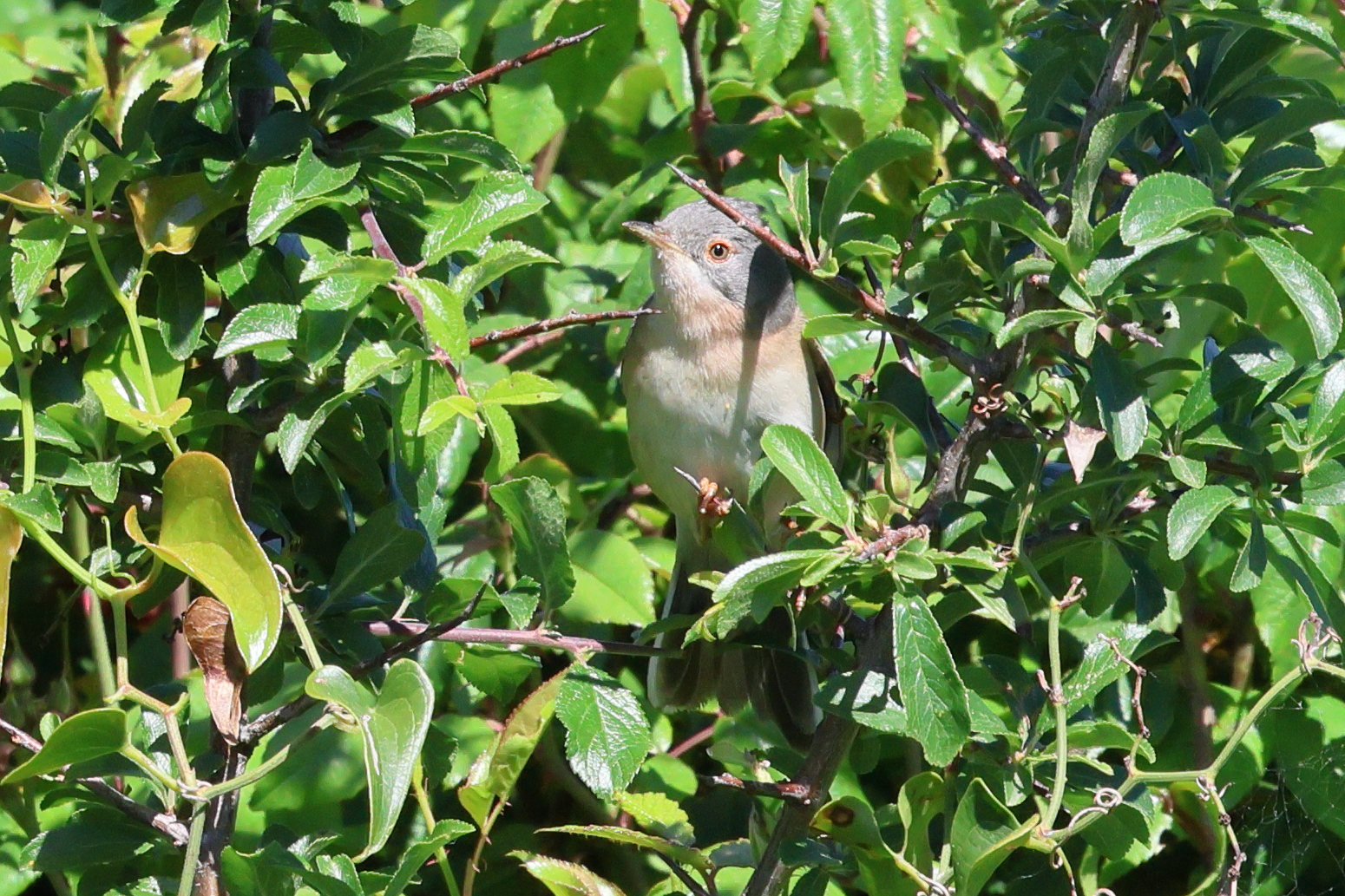 fauvette_de_moltoni_-_curruca_subalpina1bd
