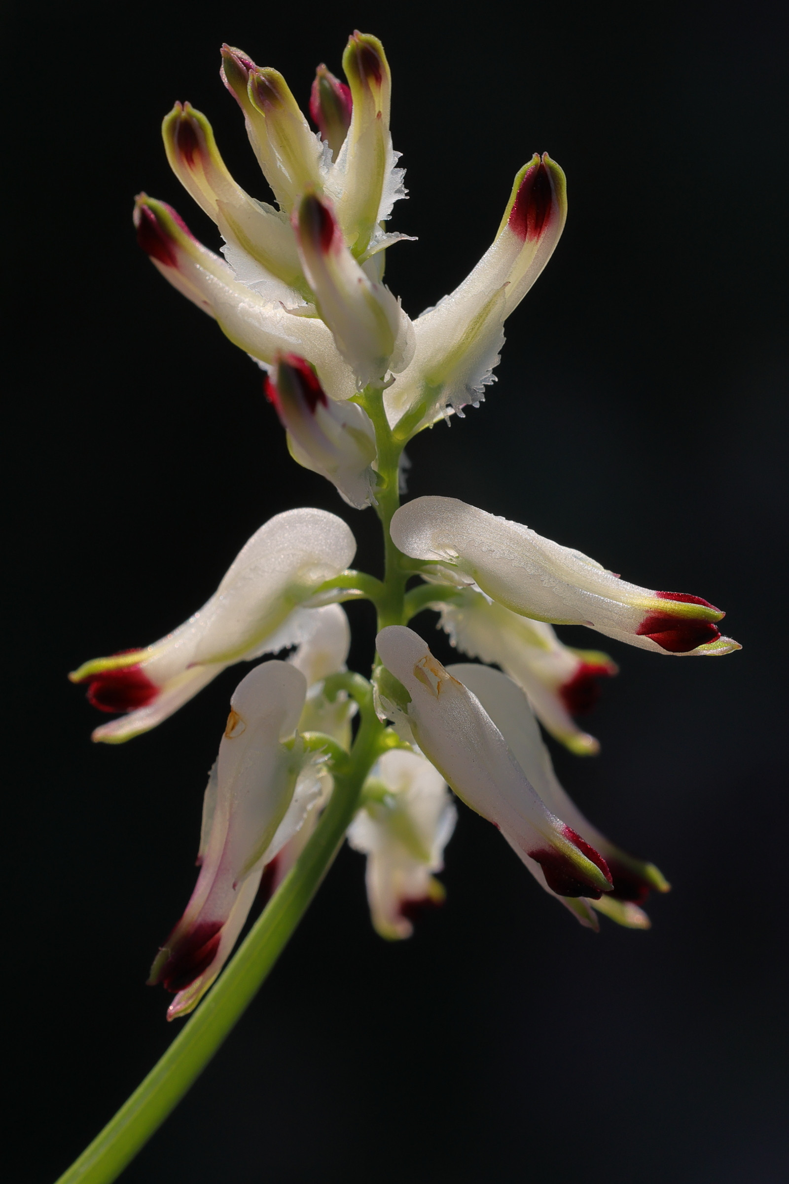 fumaria_capreolata2md