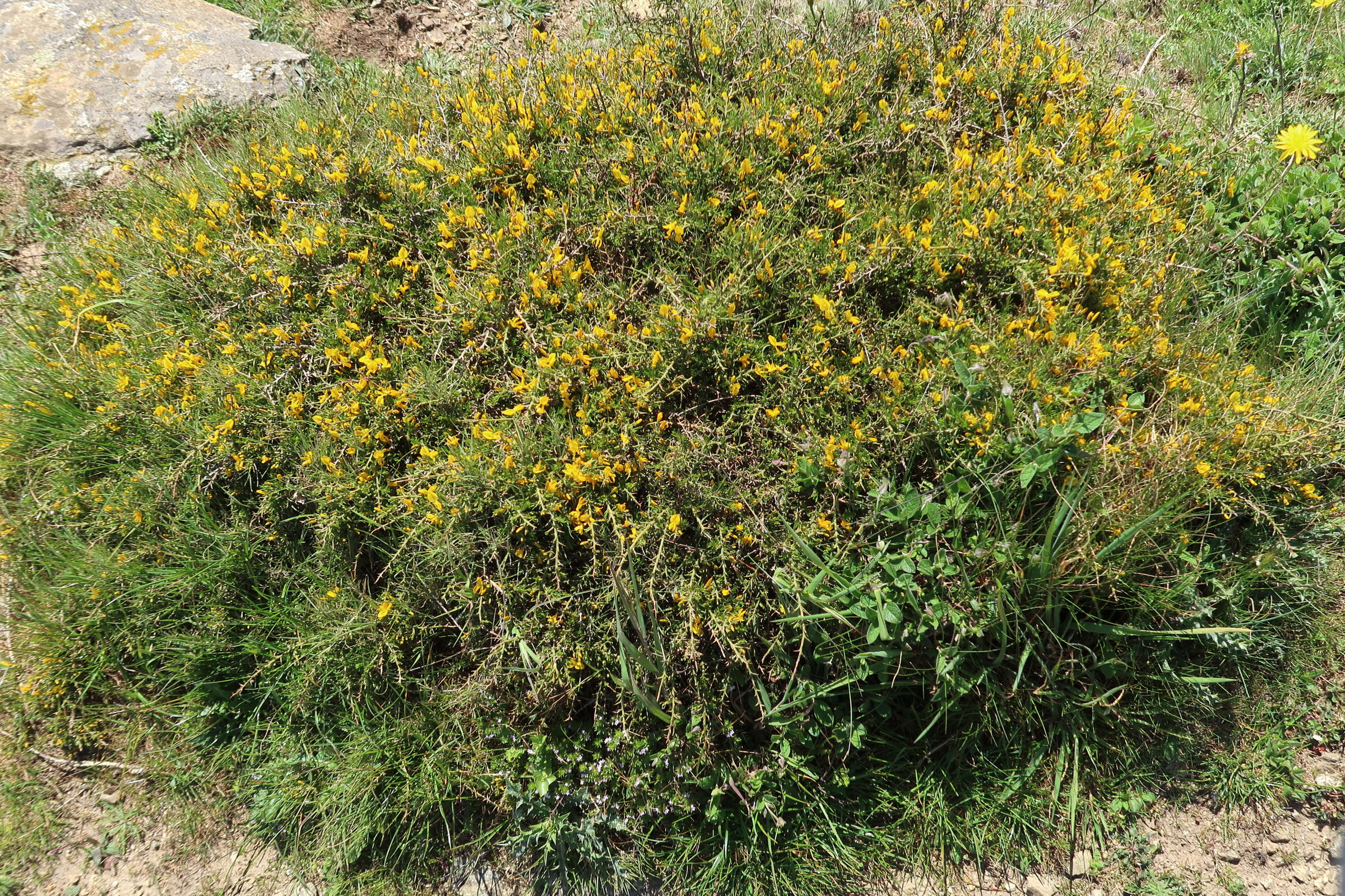 genista_corsica1md