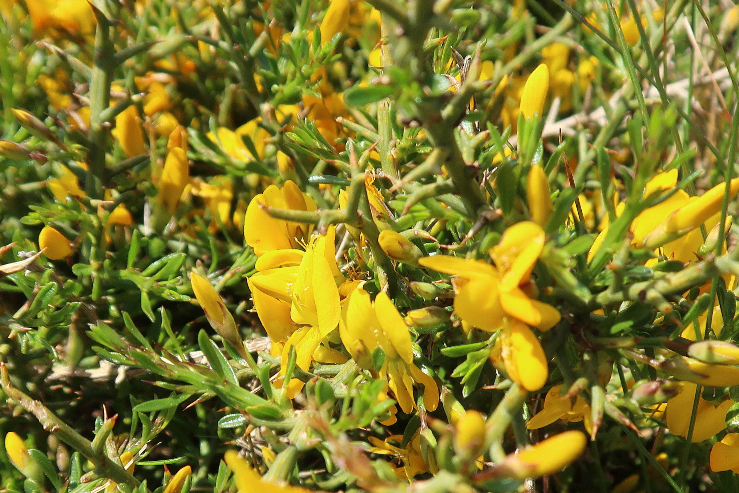 genista_corsica2md