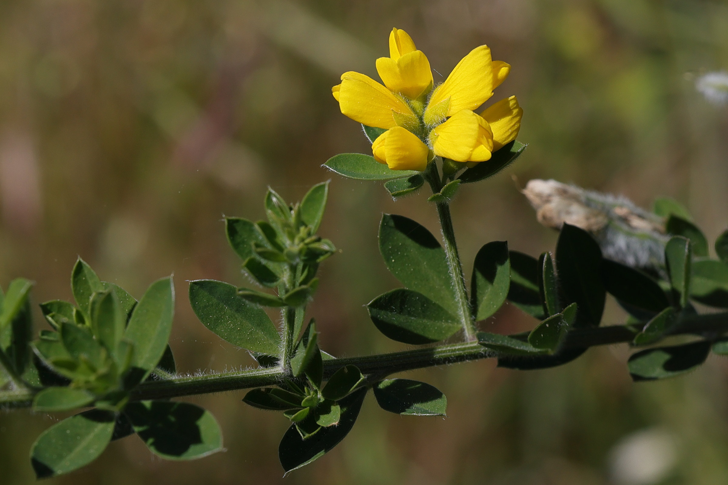 genista_monspessulana1md