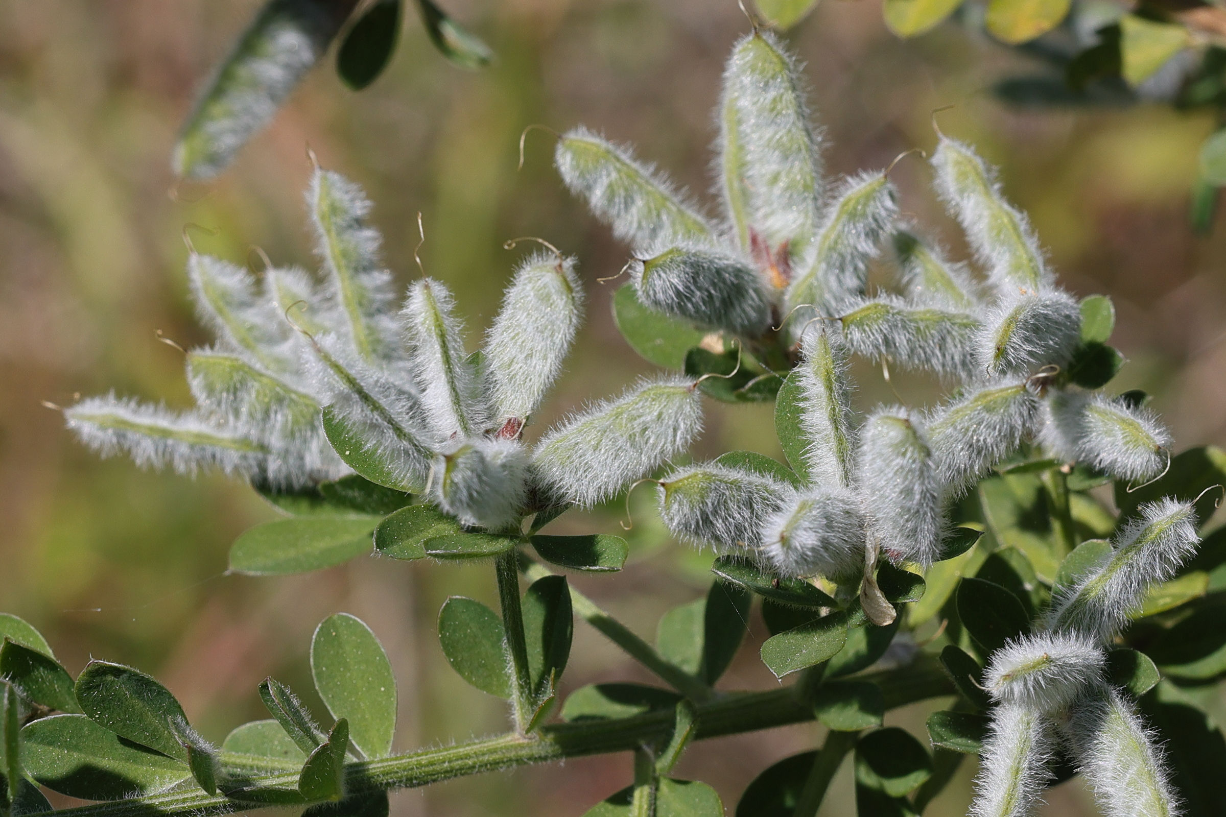 genista_monspessulana2md