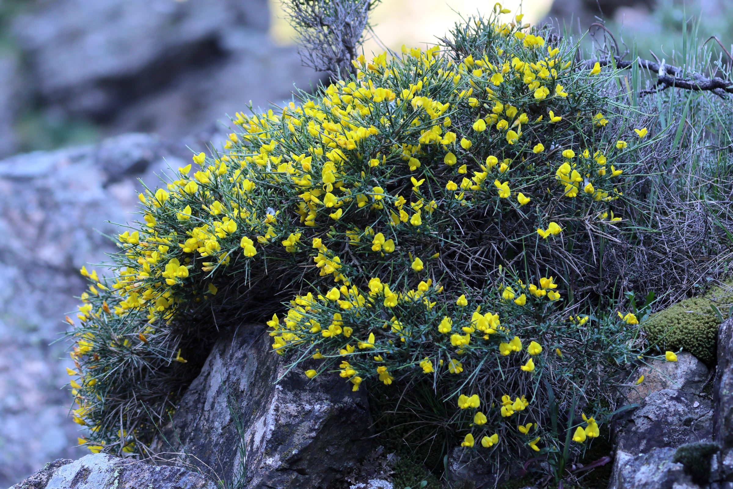 genista_salzmannii1bd
