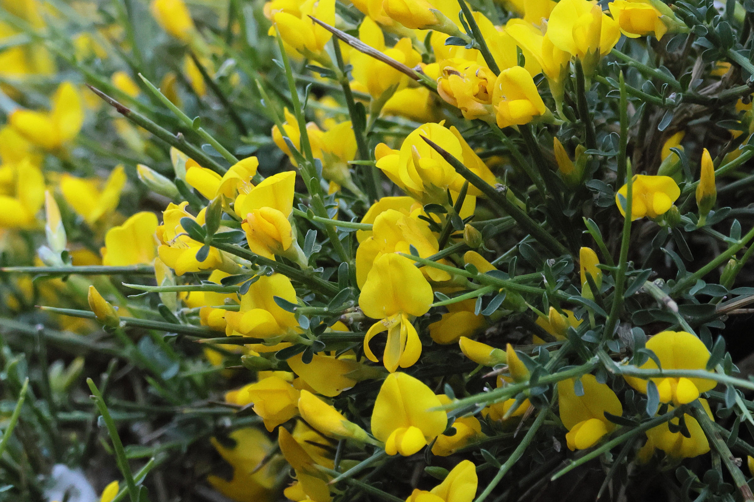 genista_salzmannii2bd