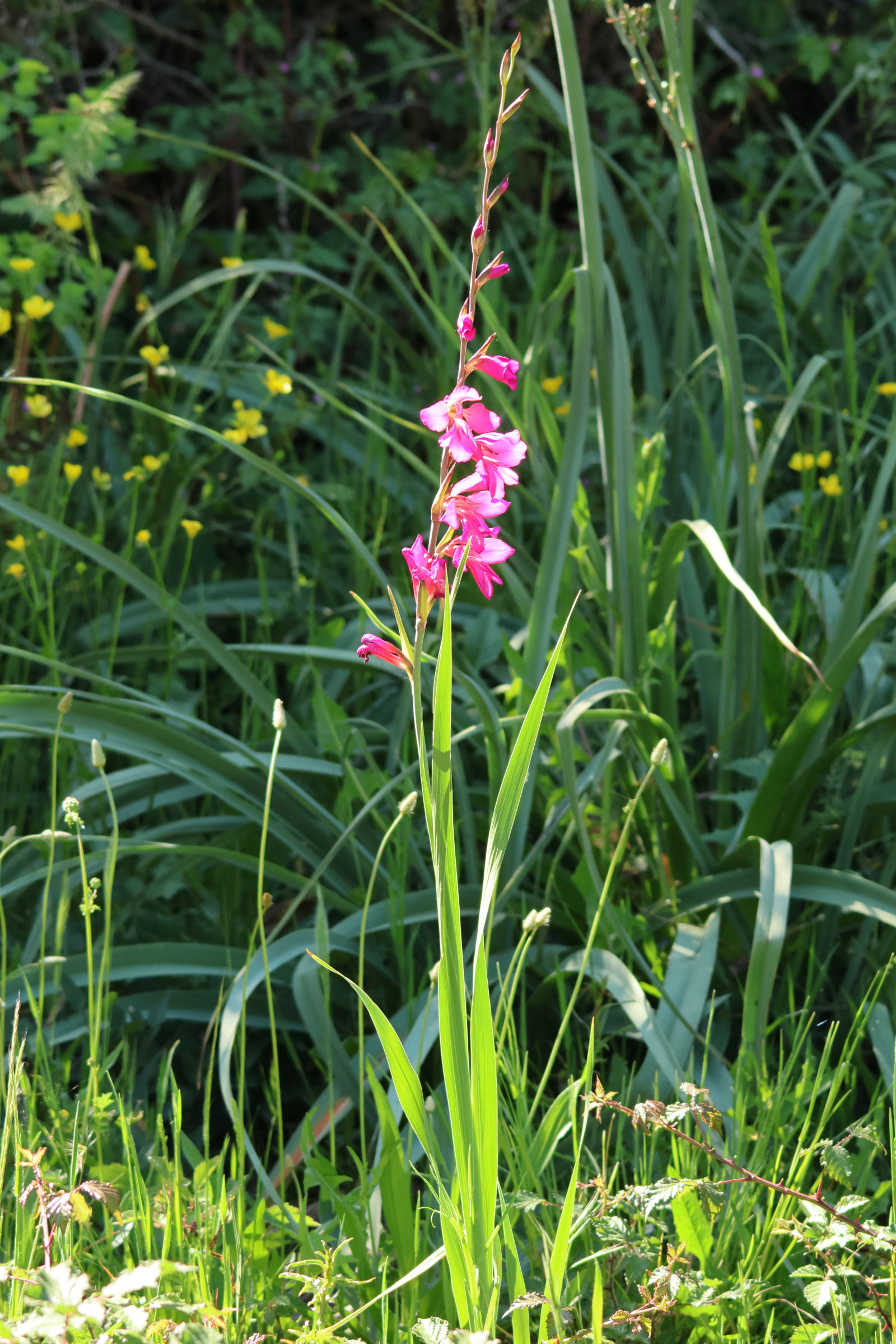 gladiolus_x_byzantinus1mdjpg