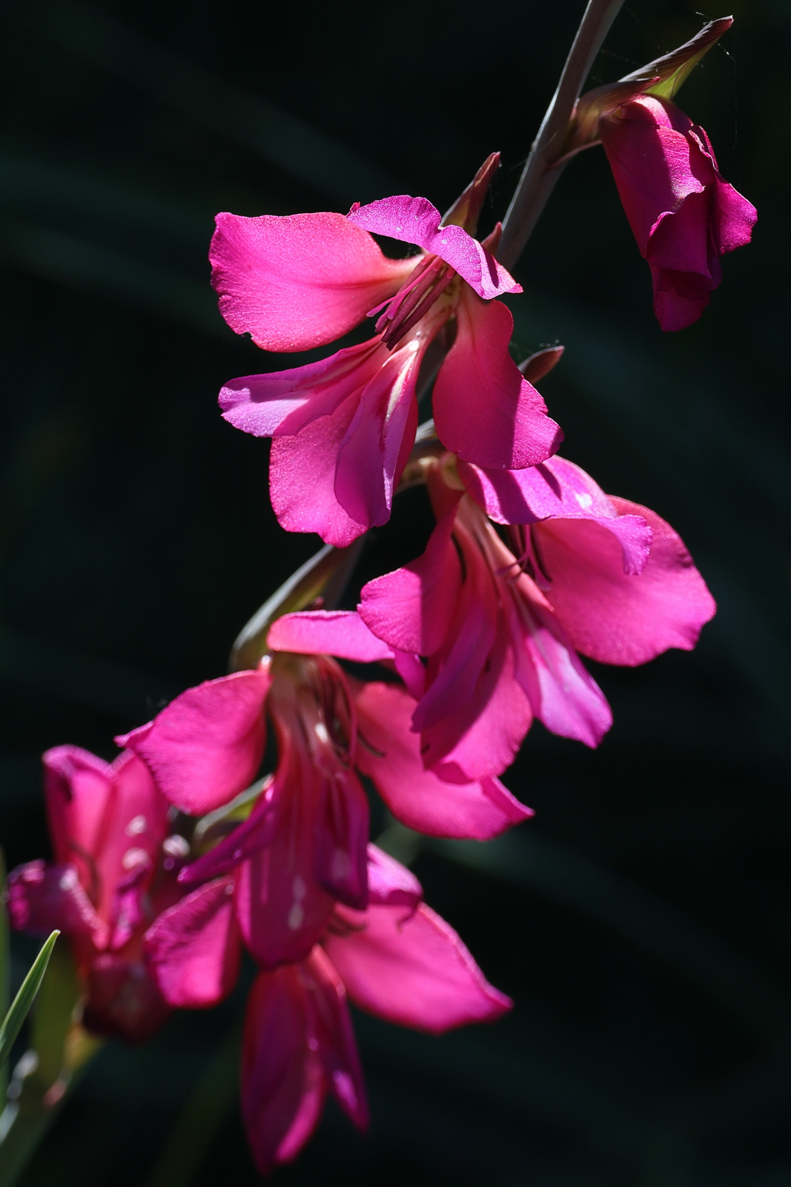 gladiolus_x_byzantinus2md