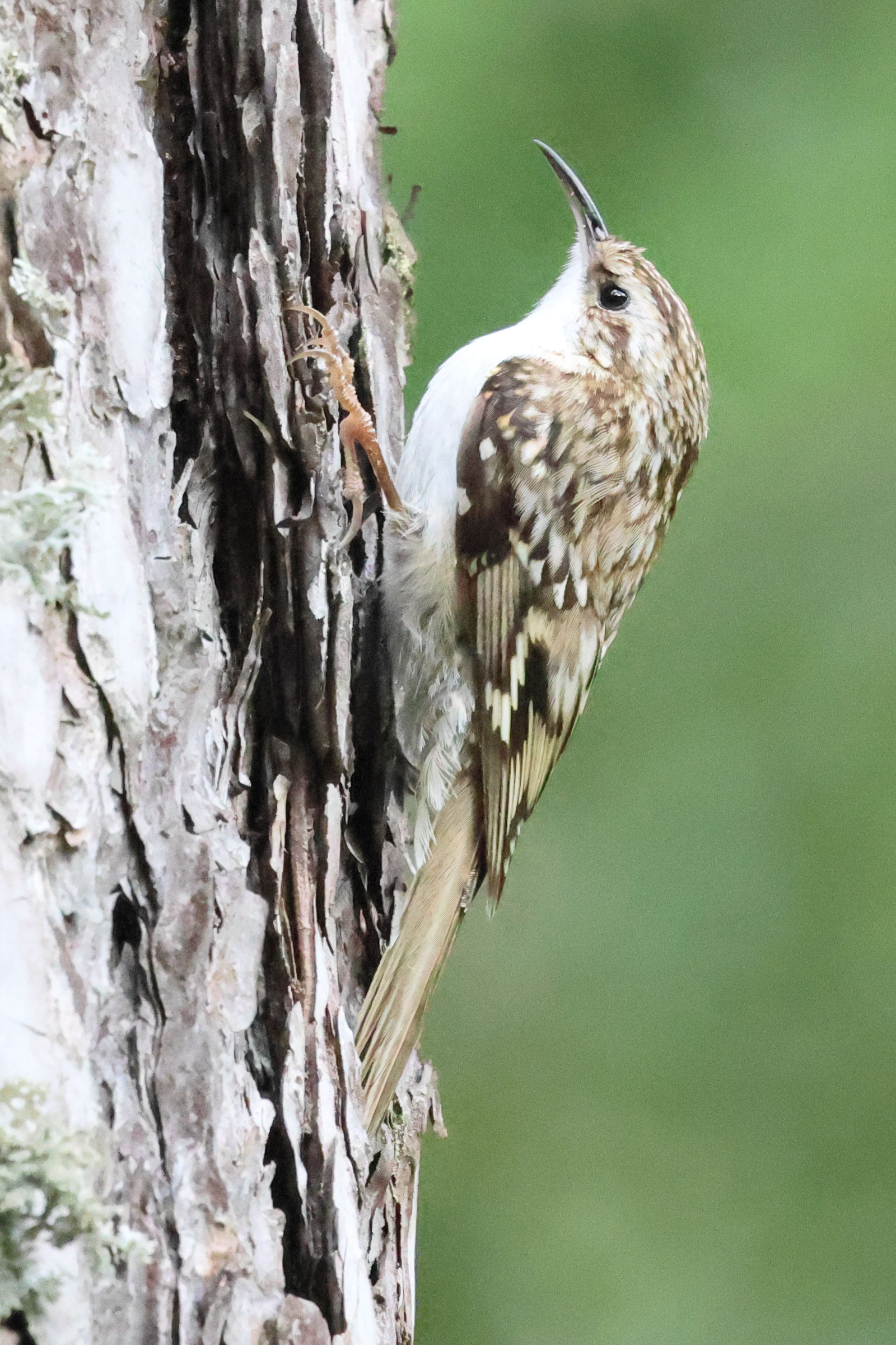 grimpereau_des_bois_-_certhia_familiaris3bd