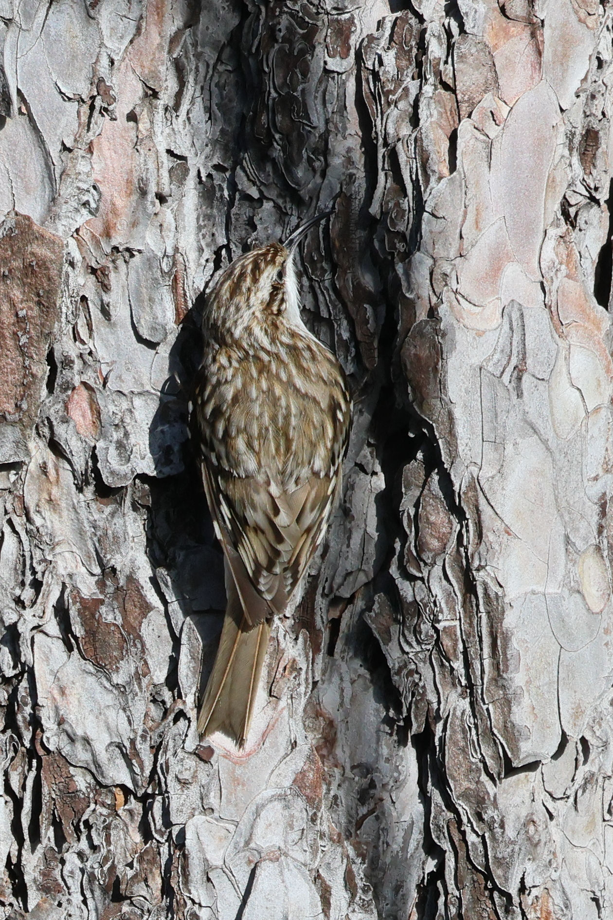 grimpereau_des_bois_-_certhia_familiaris4bd