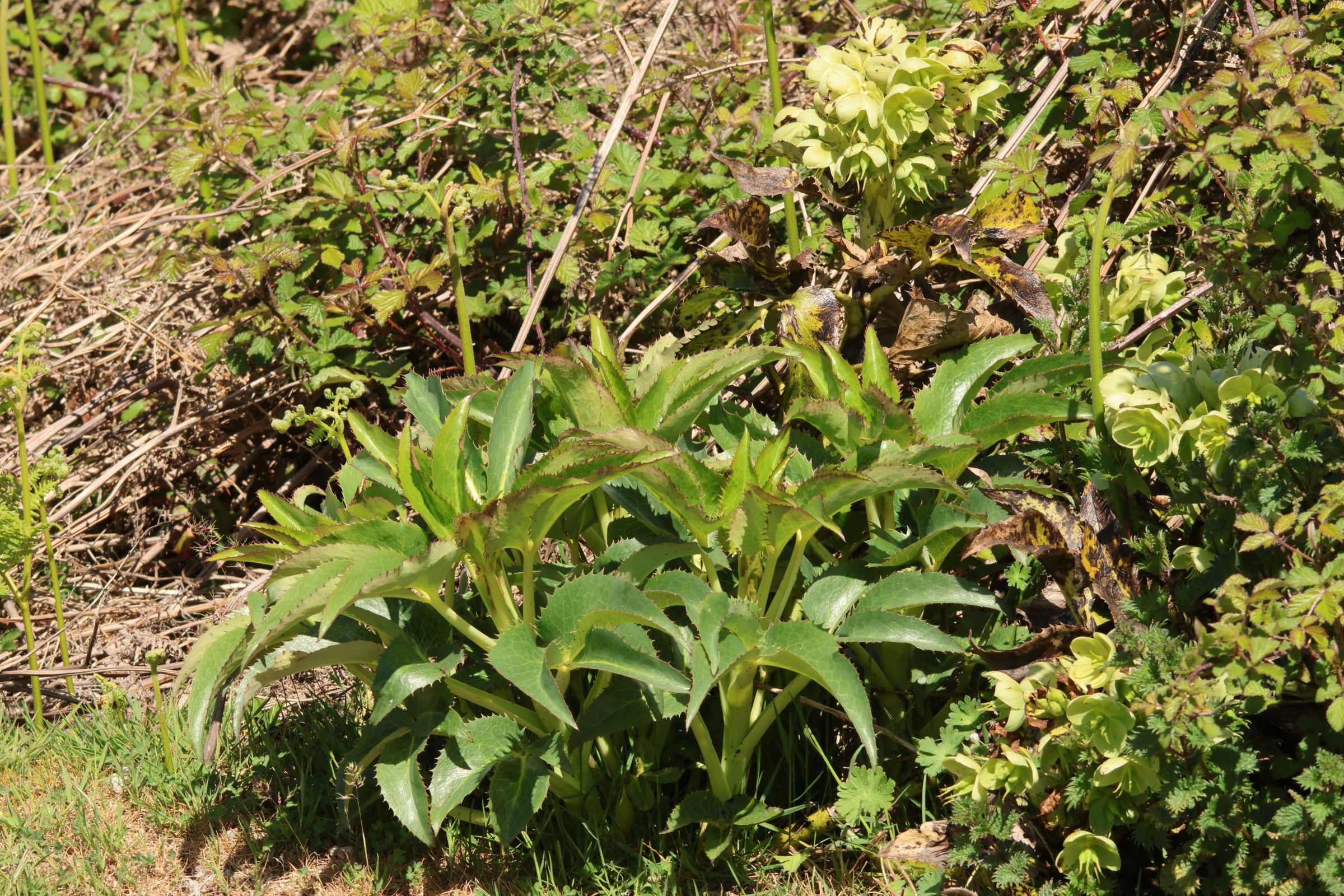 helleborus_argutifoius1md