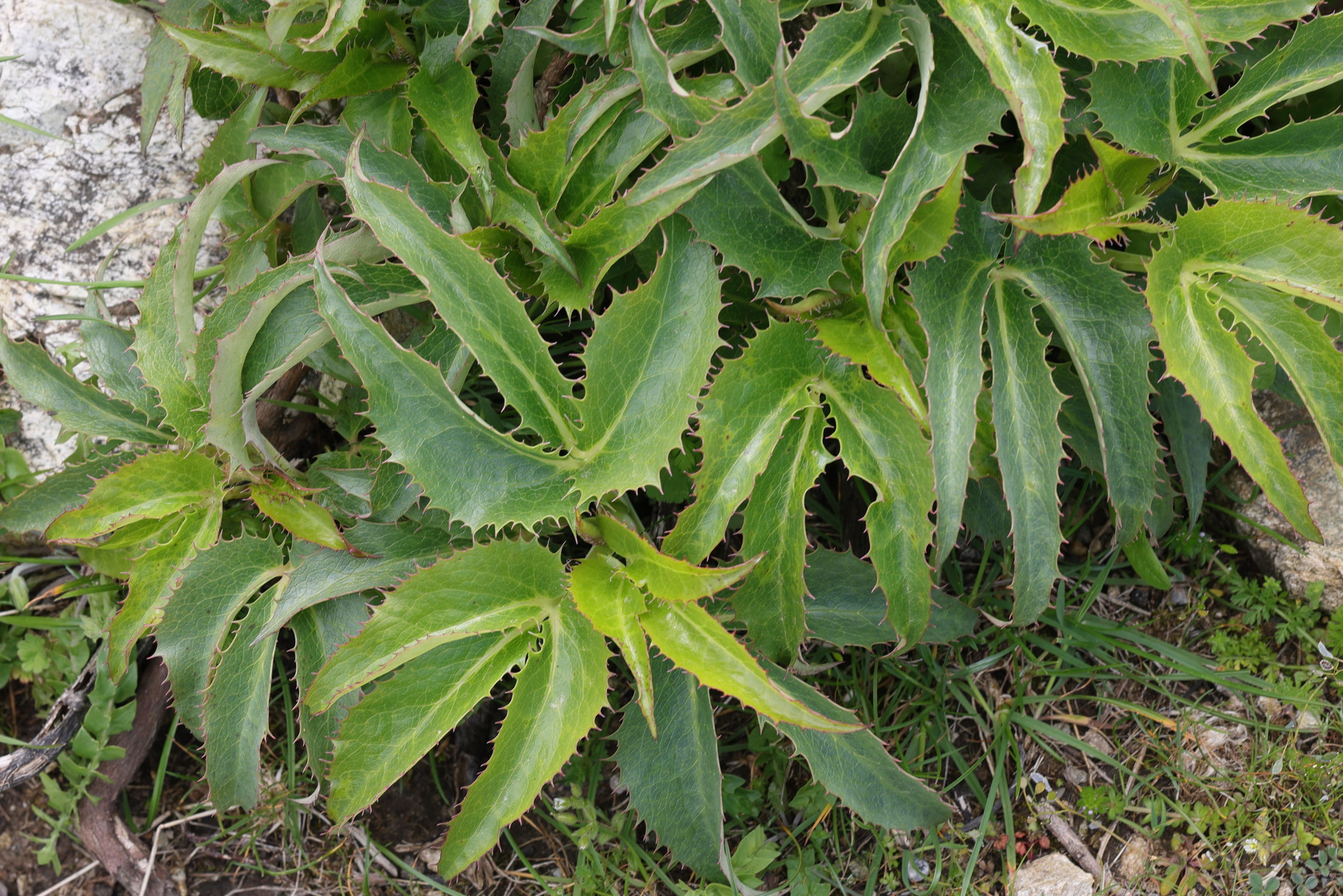 helleborus_argutifolius2md