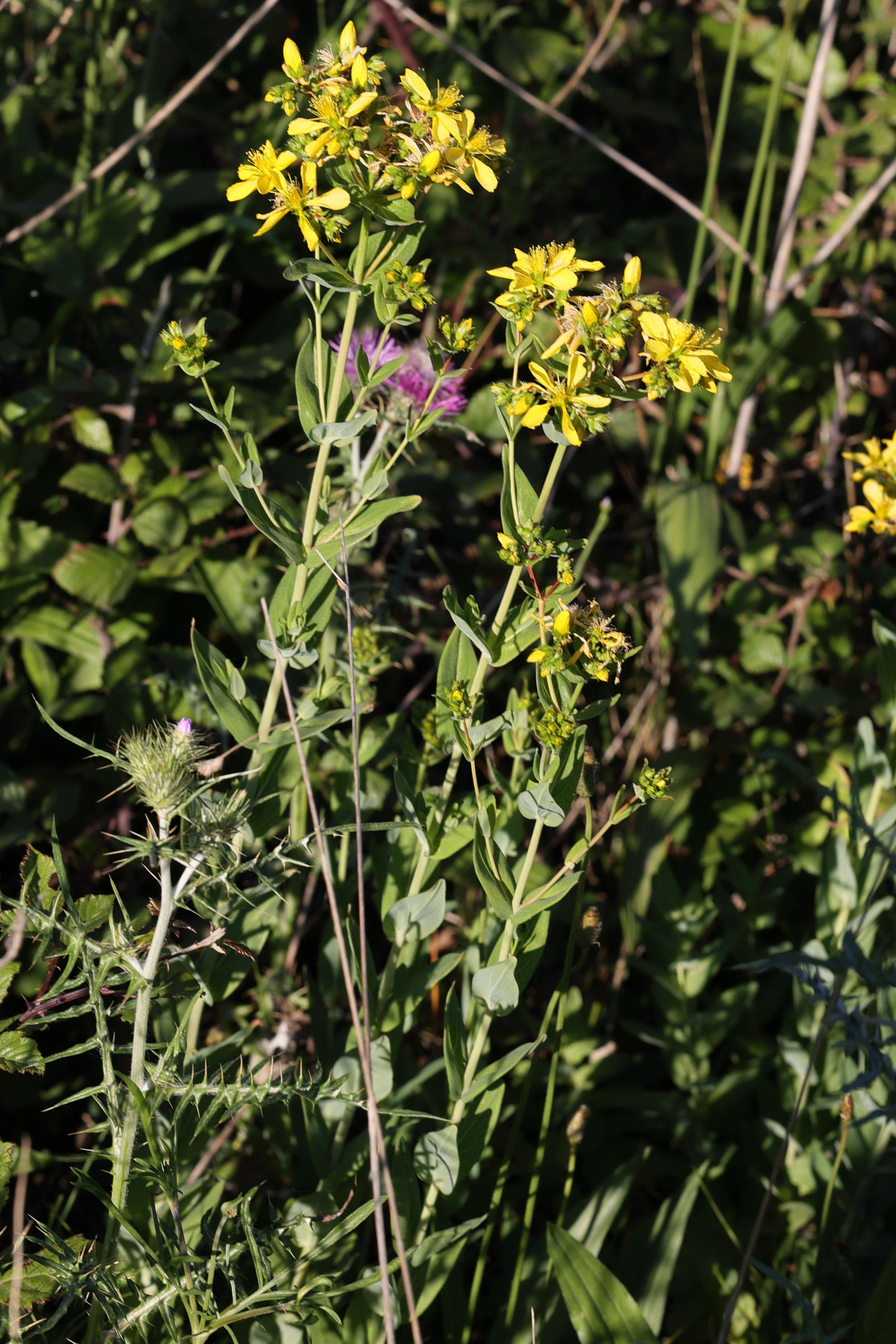 hypericum_perfoliatum1md