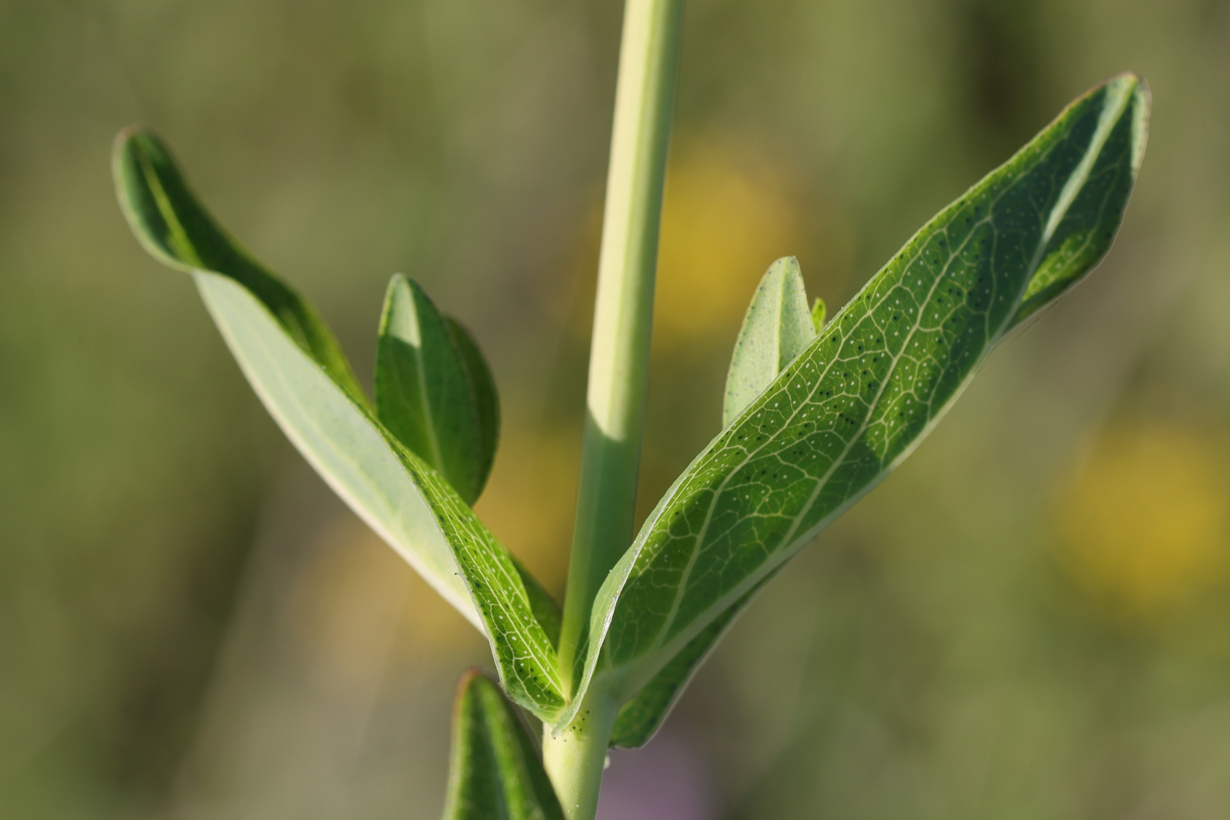 hypericum_perfoliatum2md