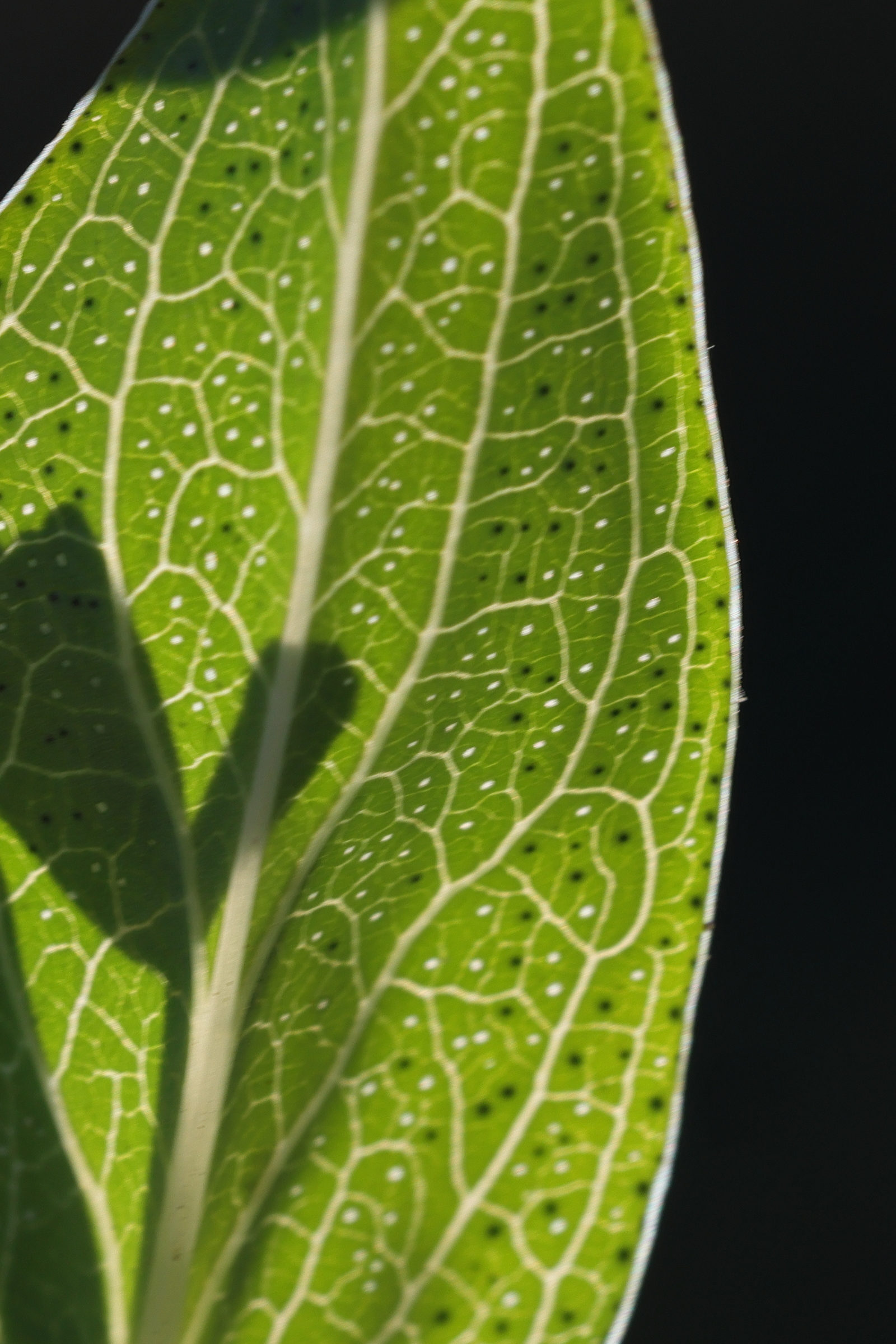 hypericum_perfoliatum3md