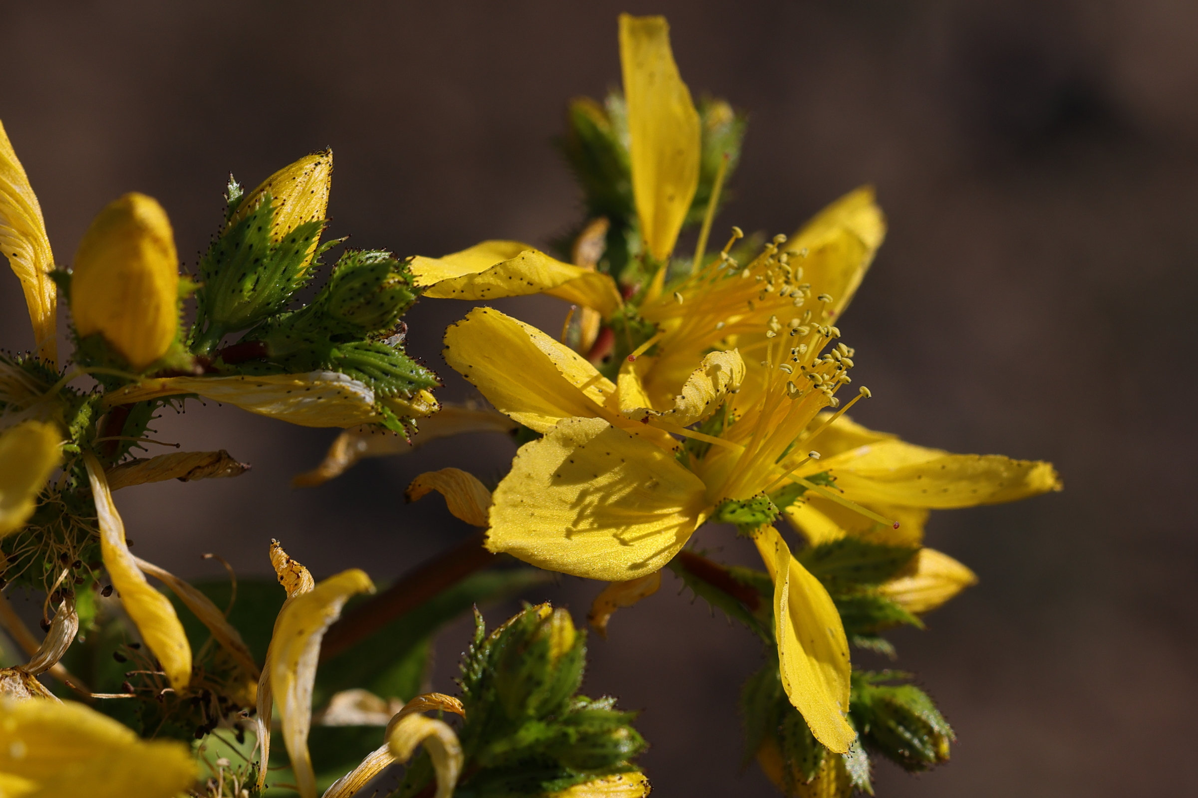 hypericum_perfoliatum4md