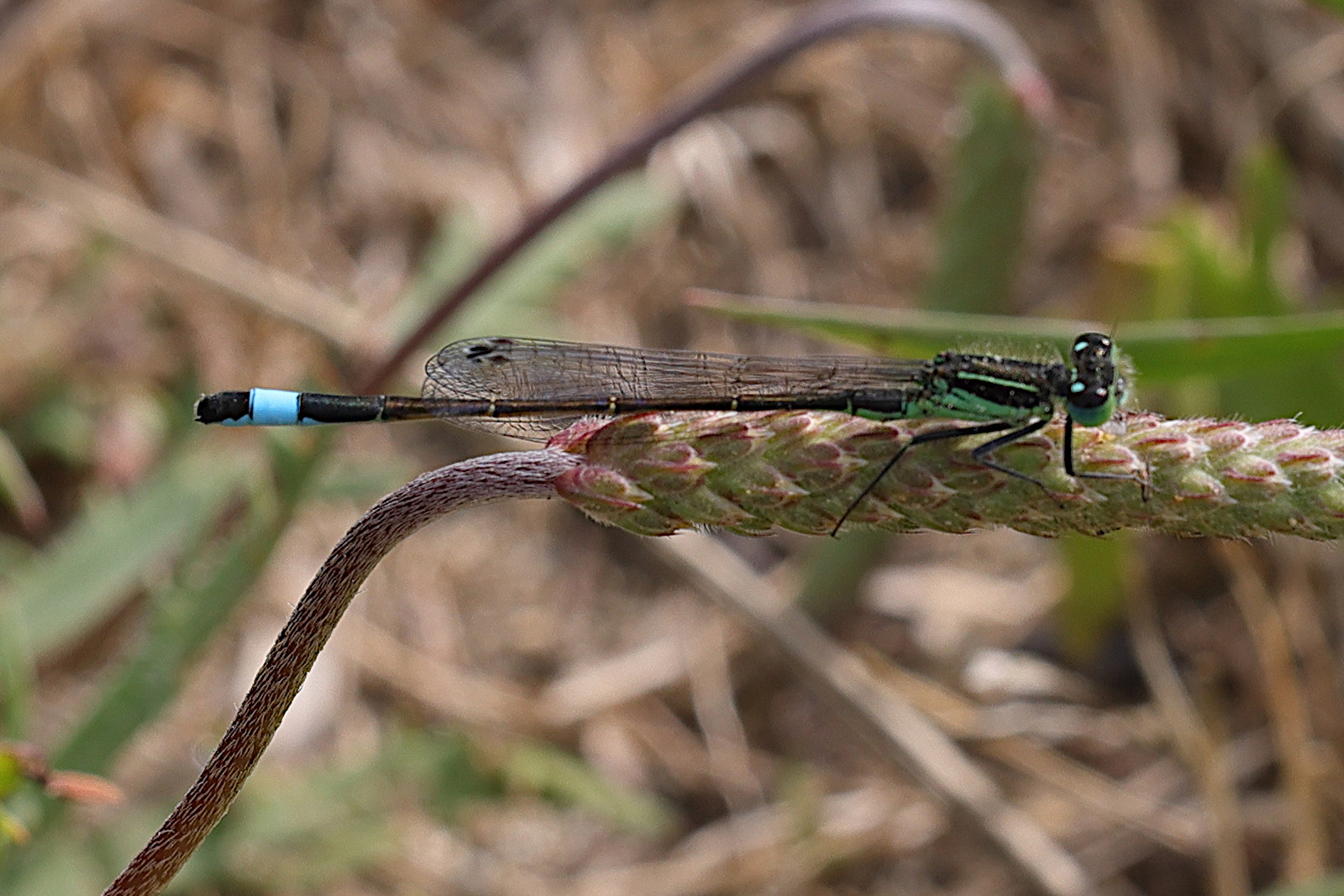 ischnura_genei2md