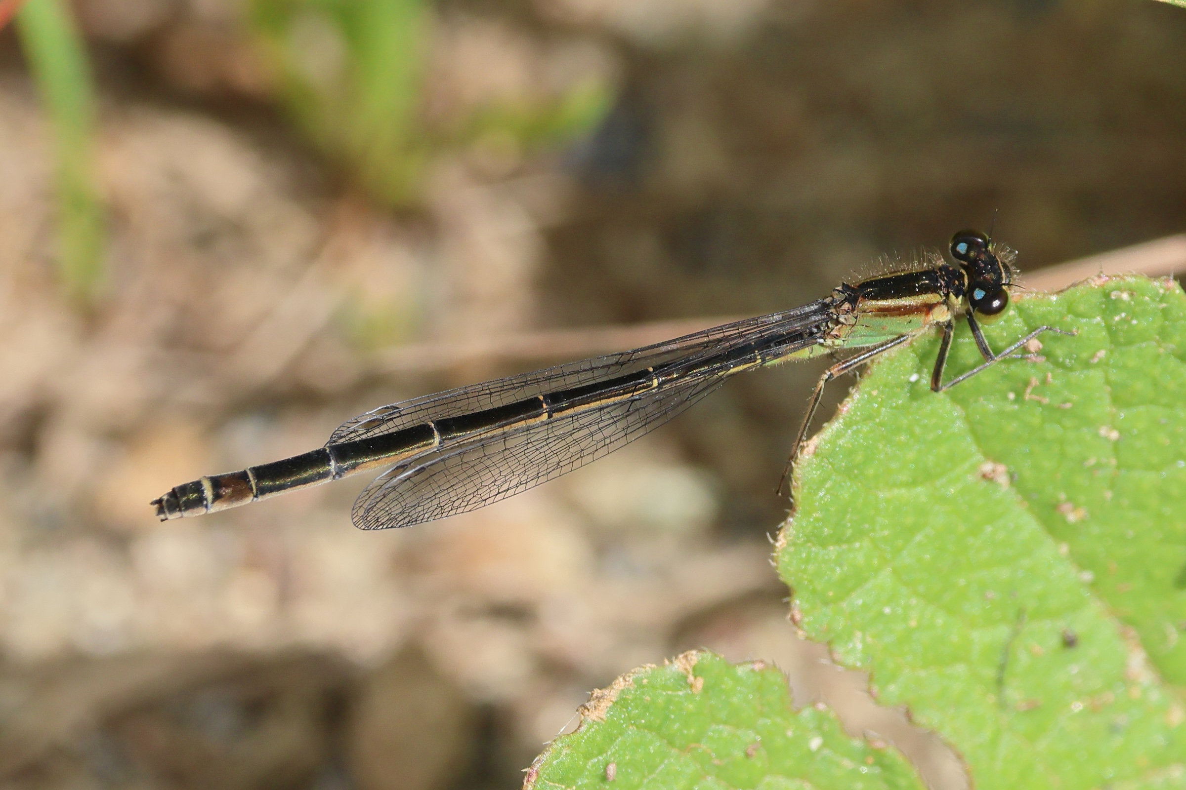 ischnura_genei4bd