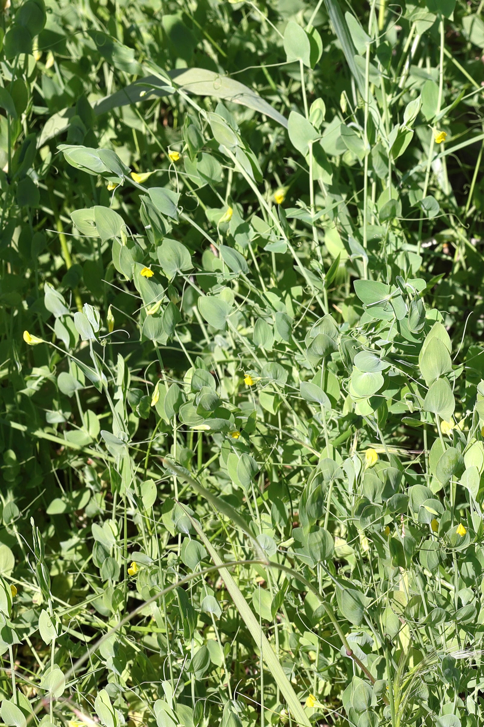 lathyrus_aphaca1md