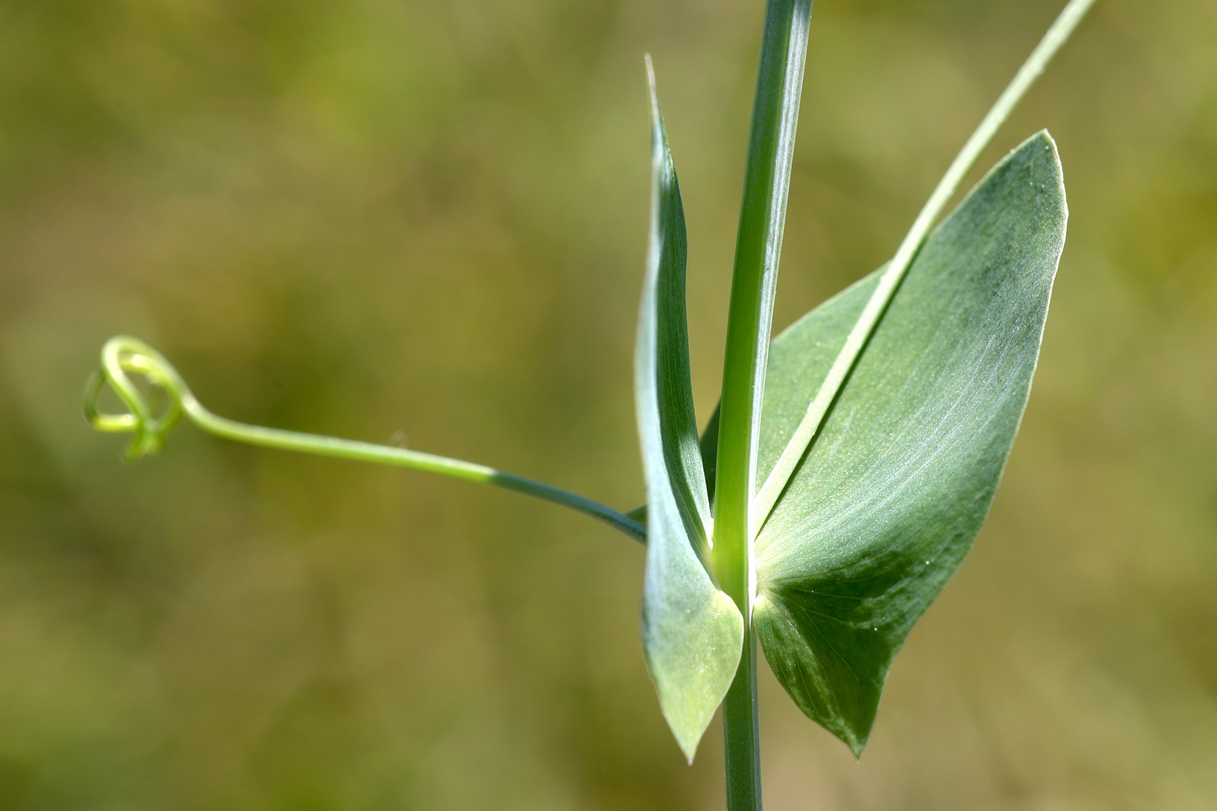 lathyrus_aphaca2md