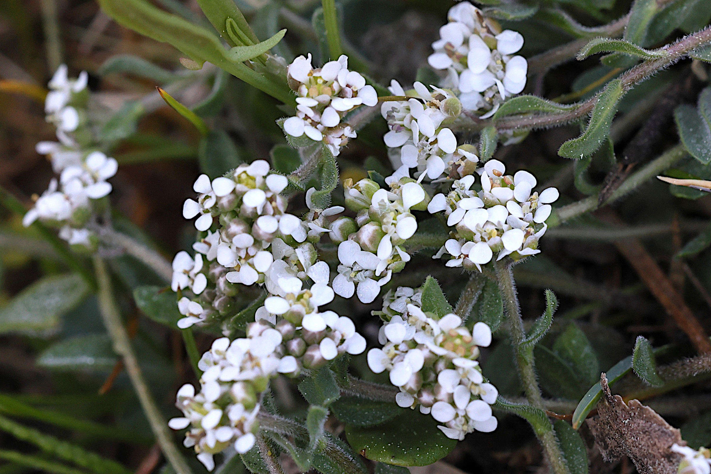 lepidium_hirtum_oxyotum1md