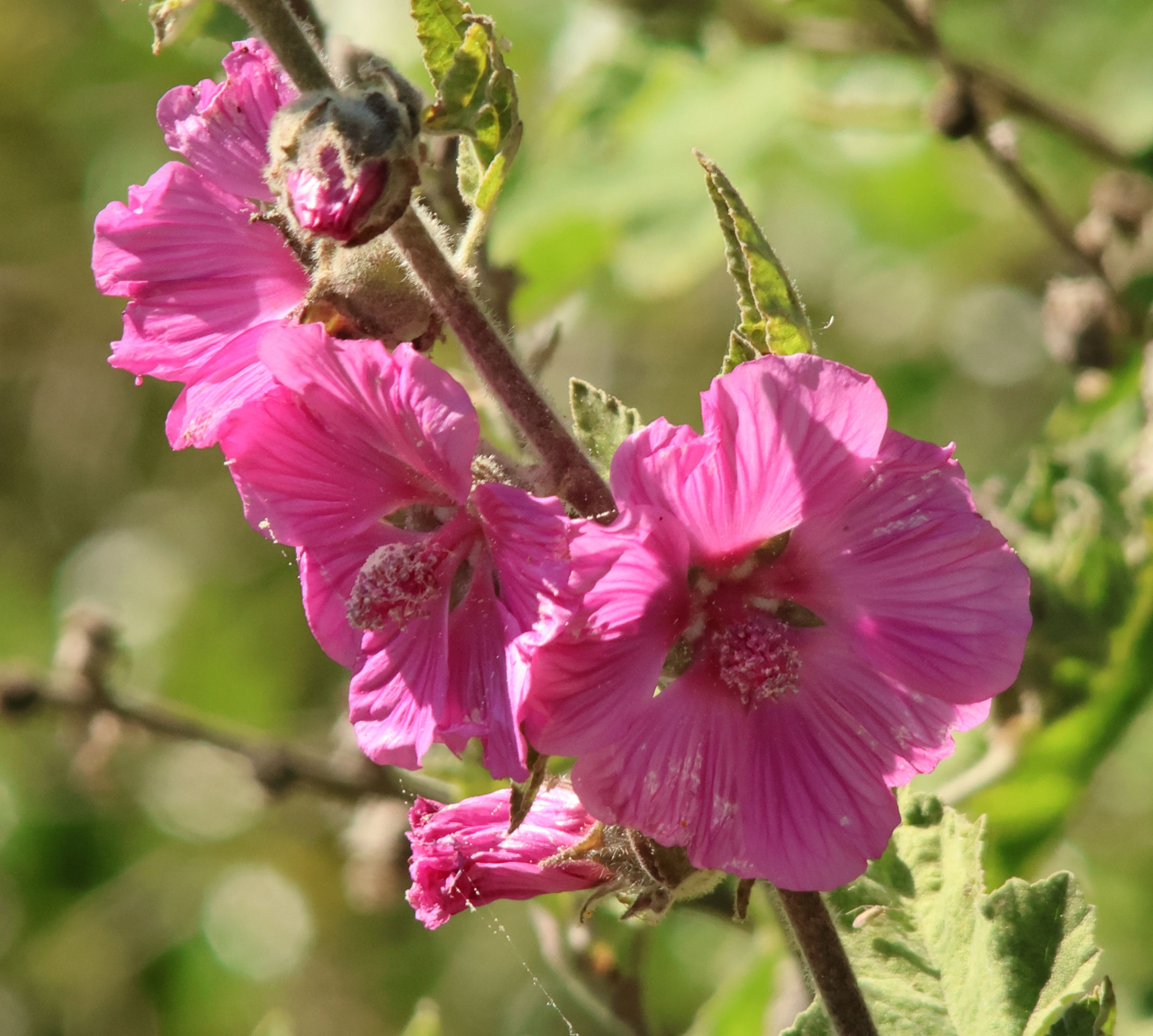 malva_olbia2md