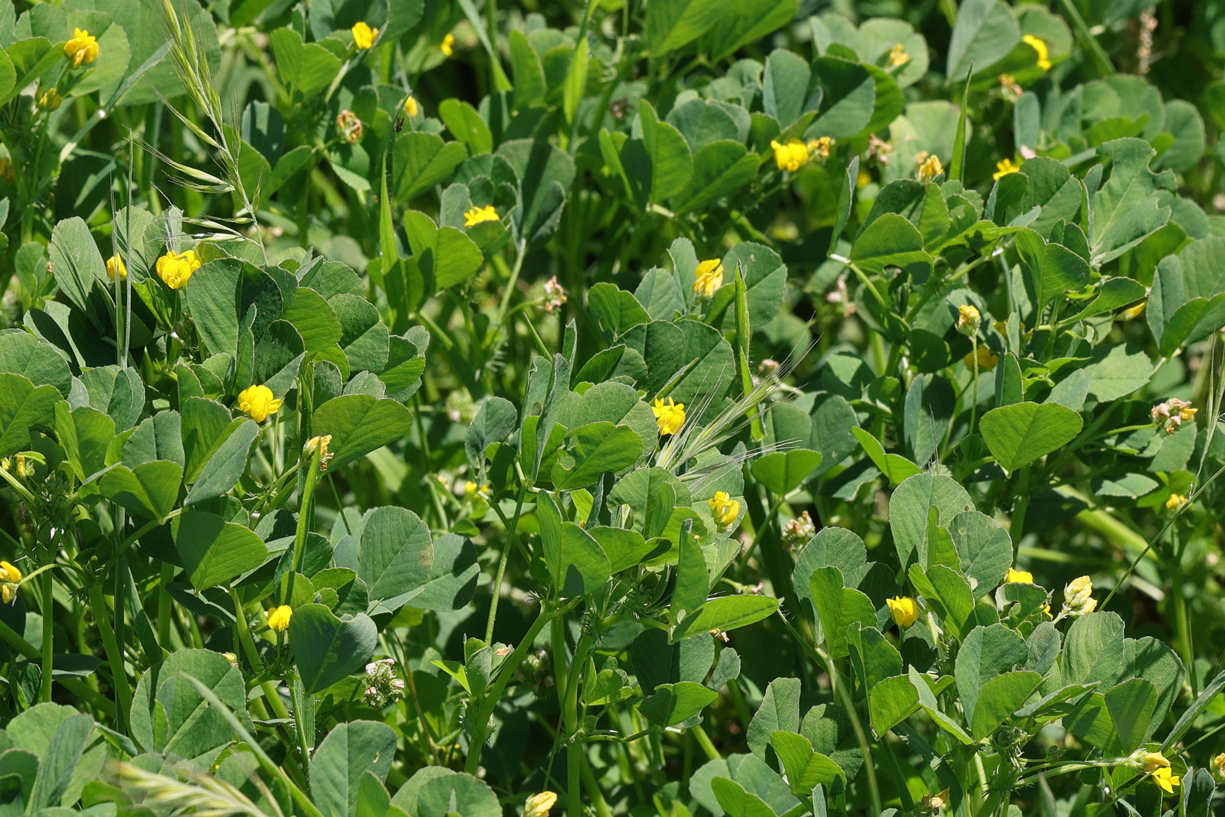 medicago_polymorpha1md