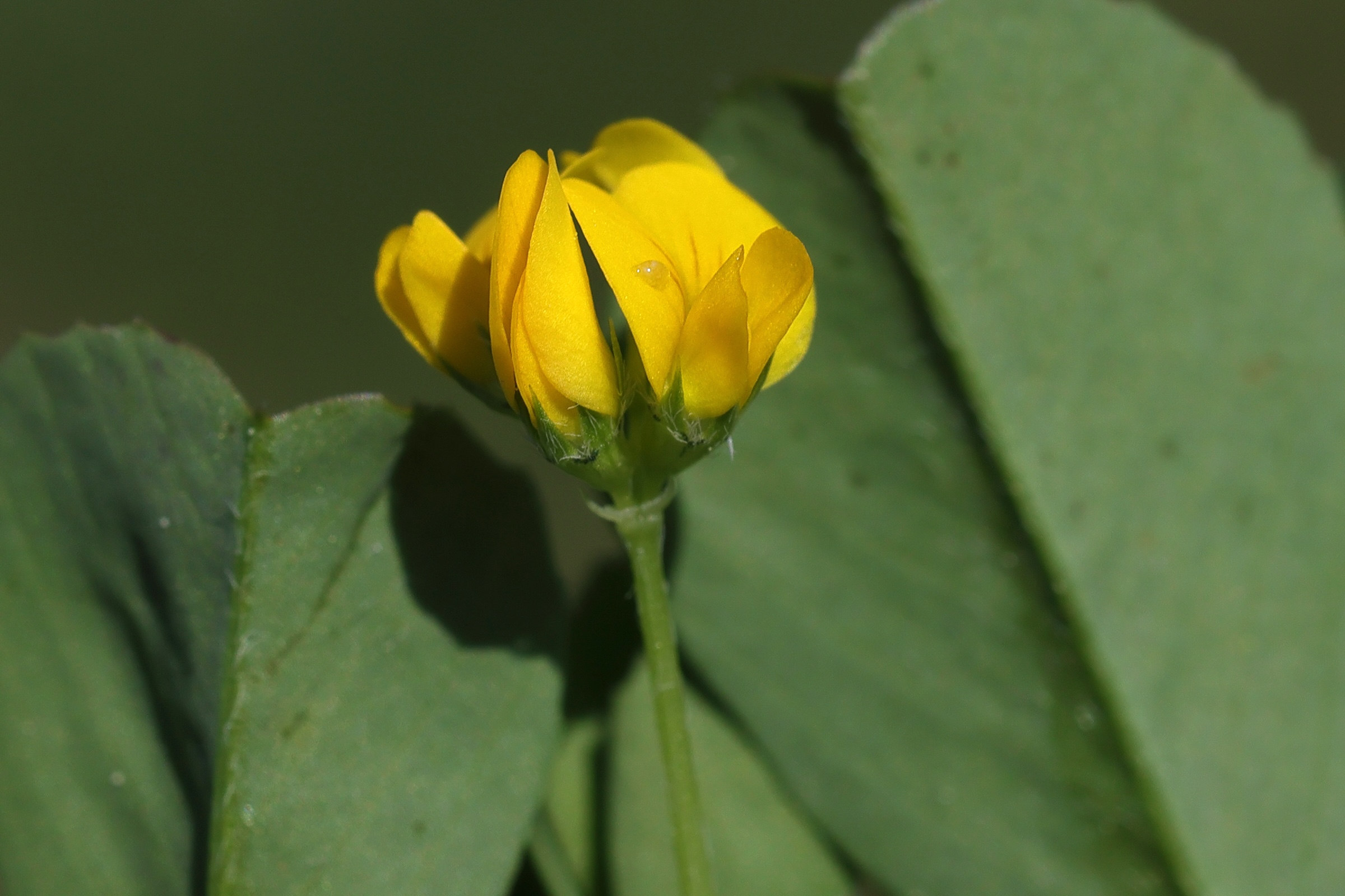 medicago_polymorpha2md