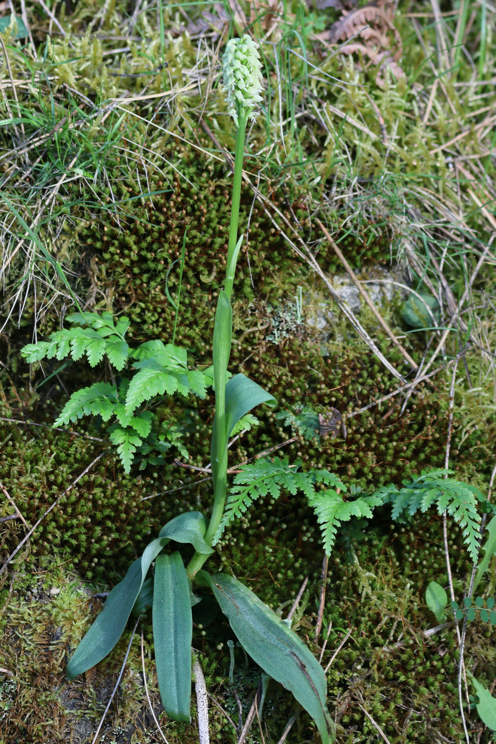 neotinea_maculata1bd