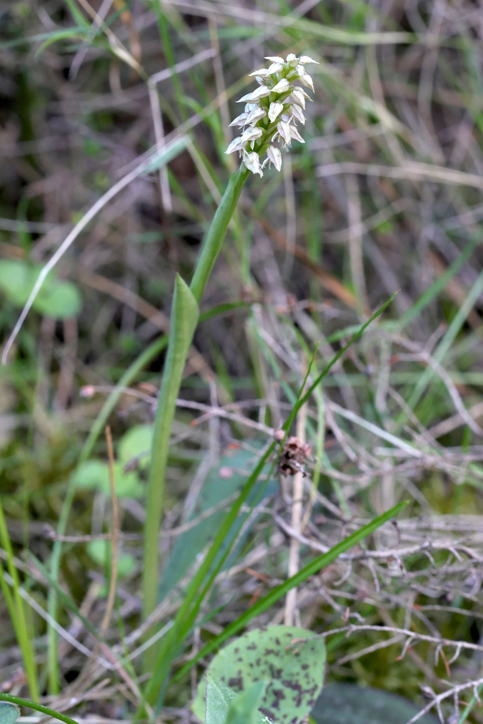 neotinea_maculata2md
