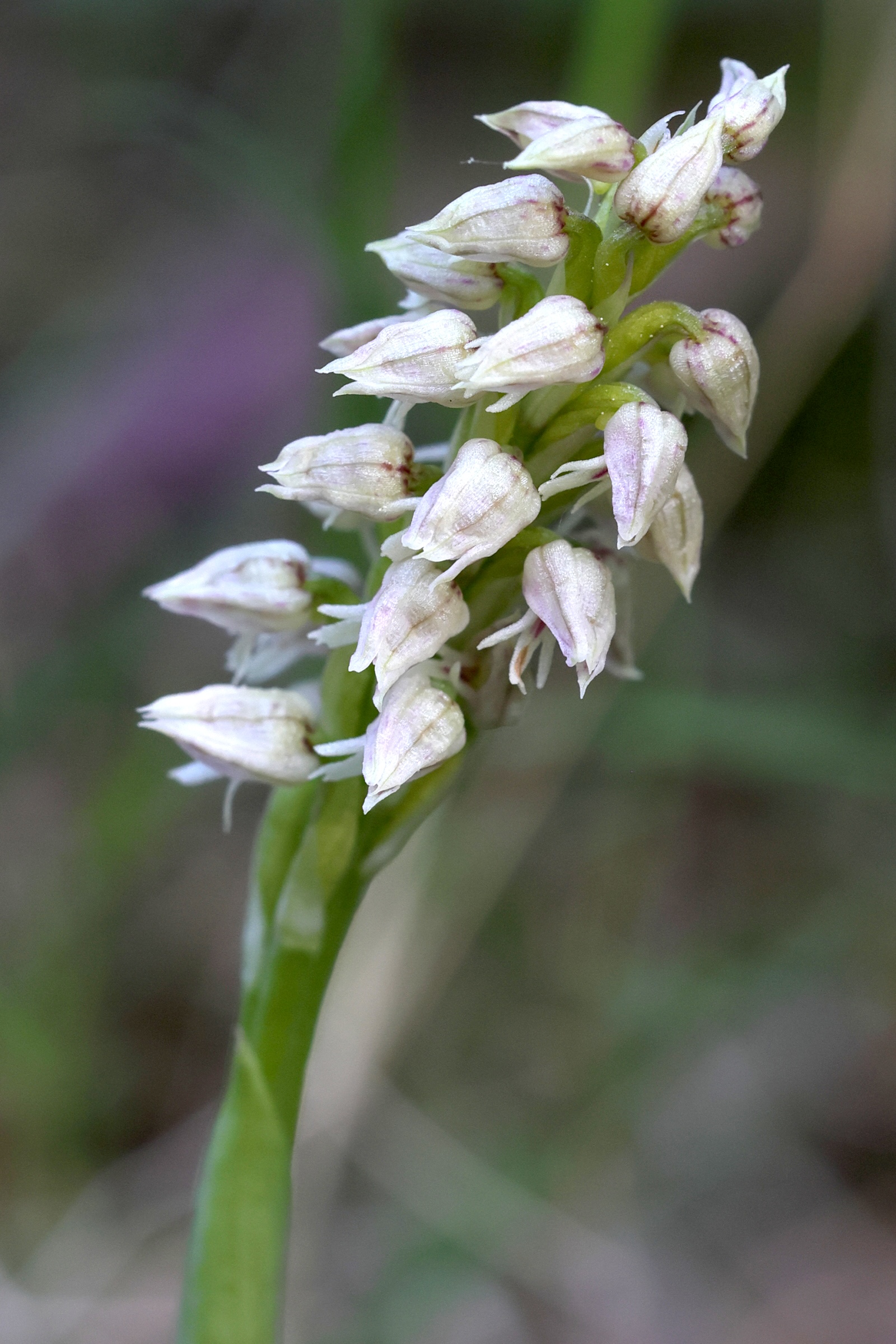 neotinea_maculata3md
