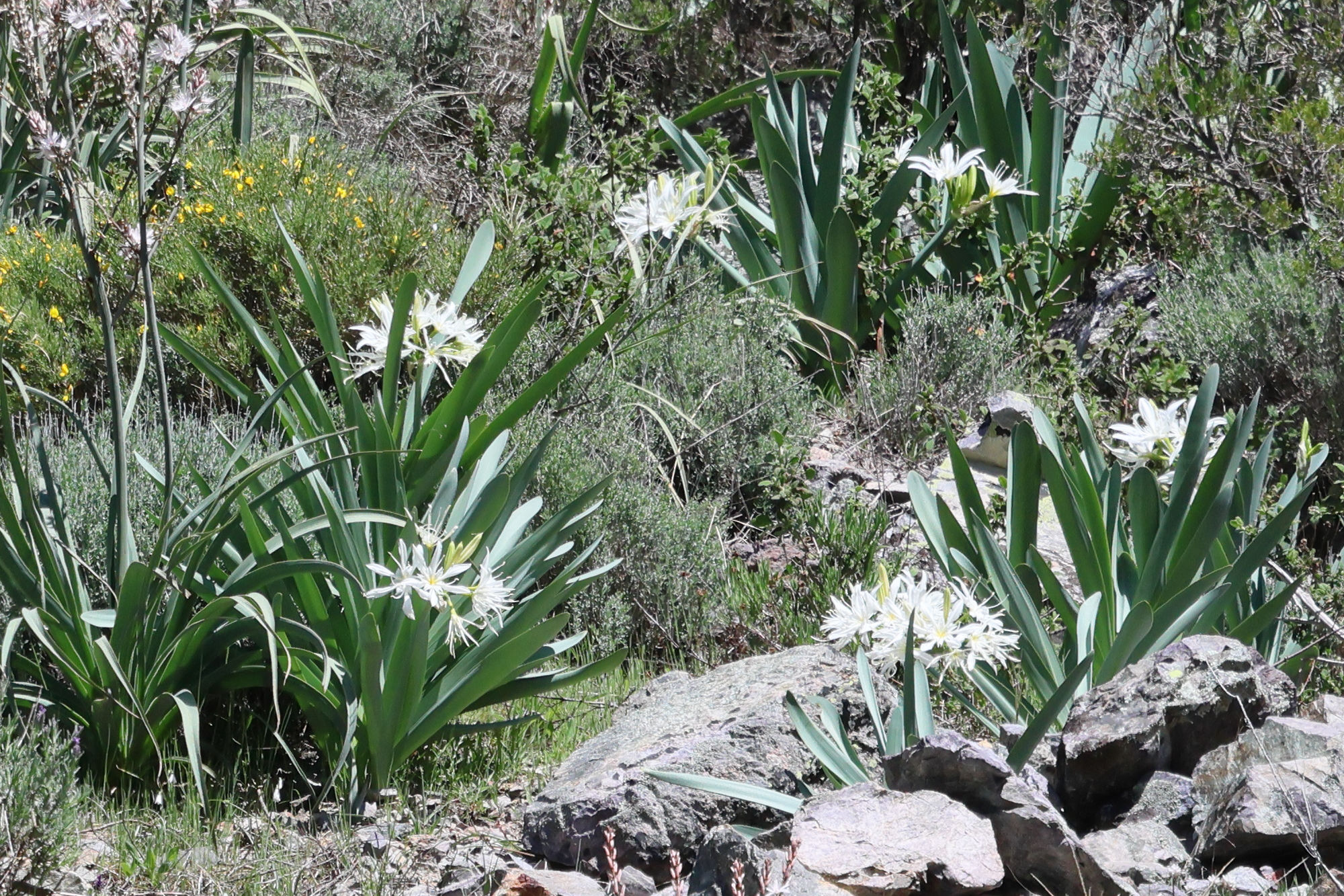 pancratium_illyricum1bd