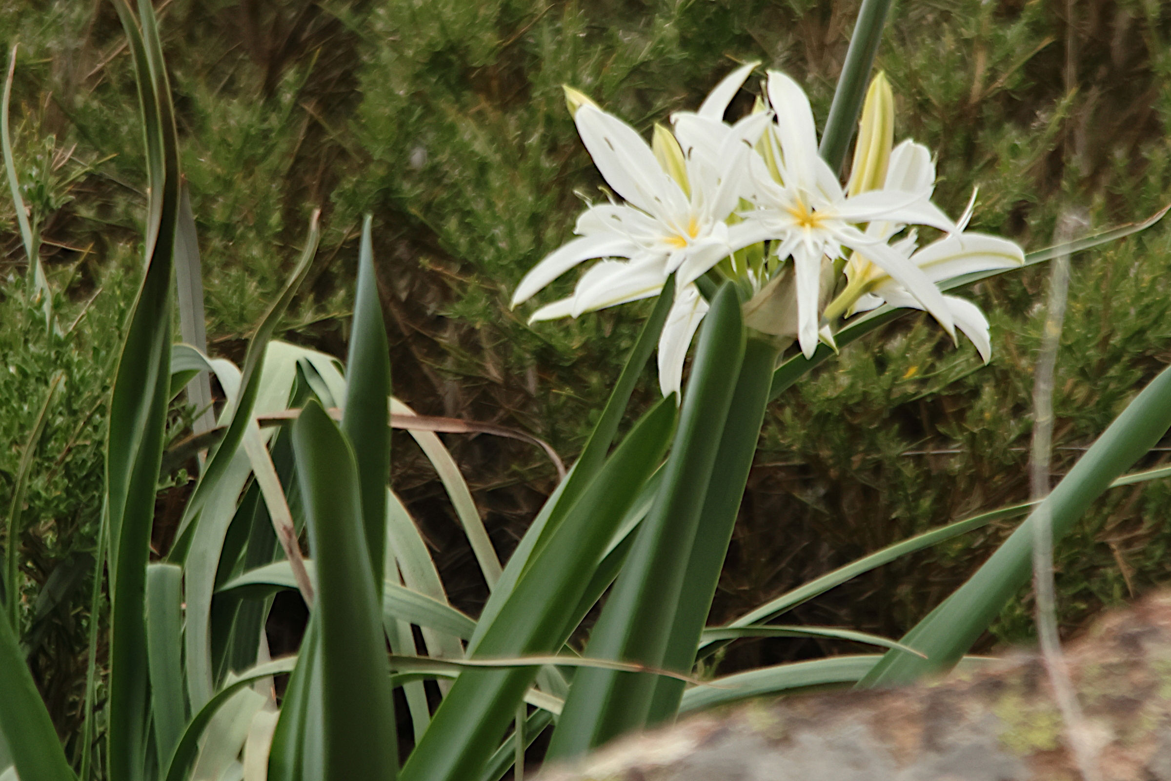 pancratium_illyricum2md