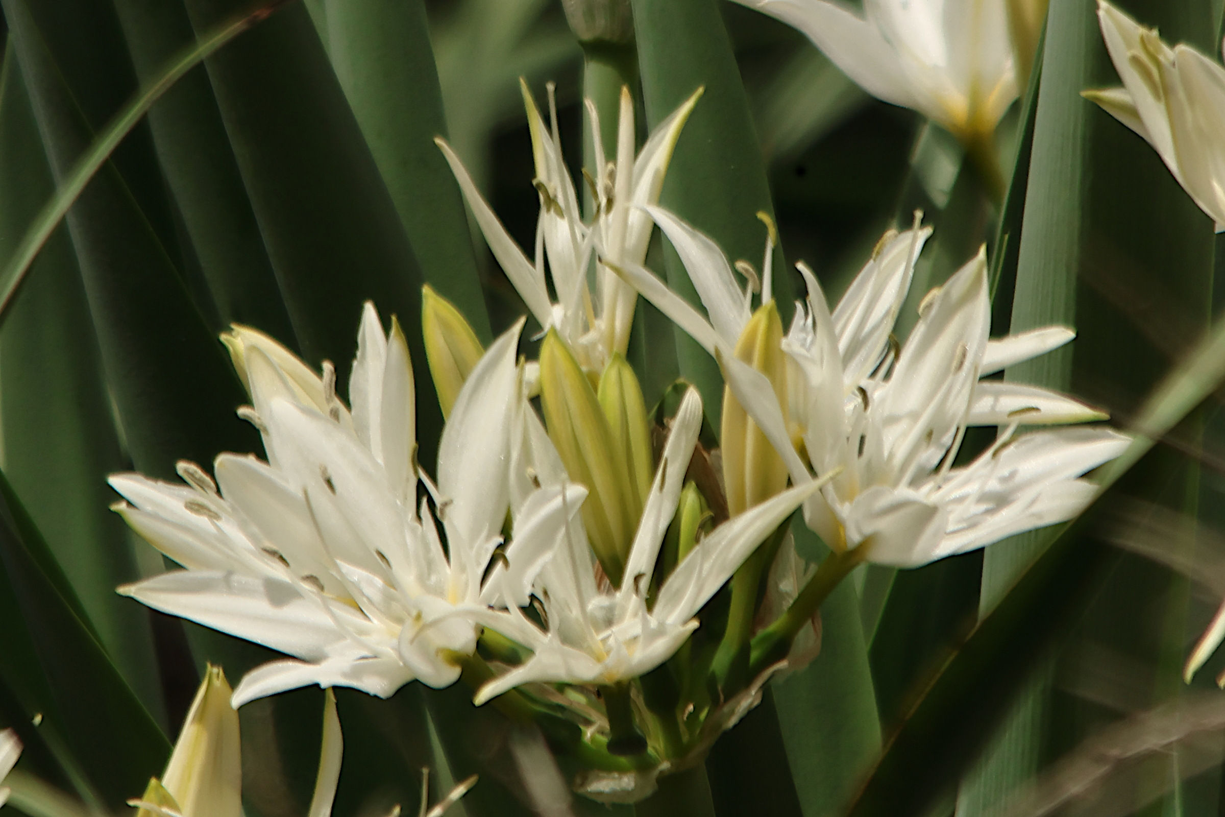 pancratium_illyricum3md
