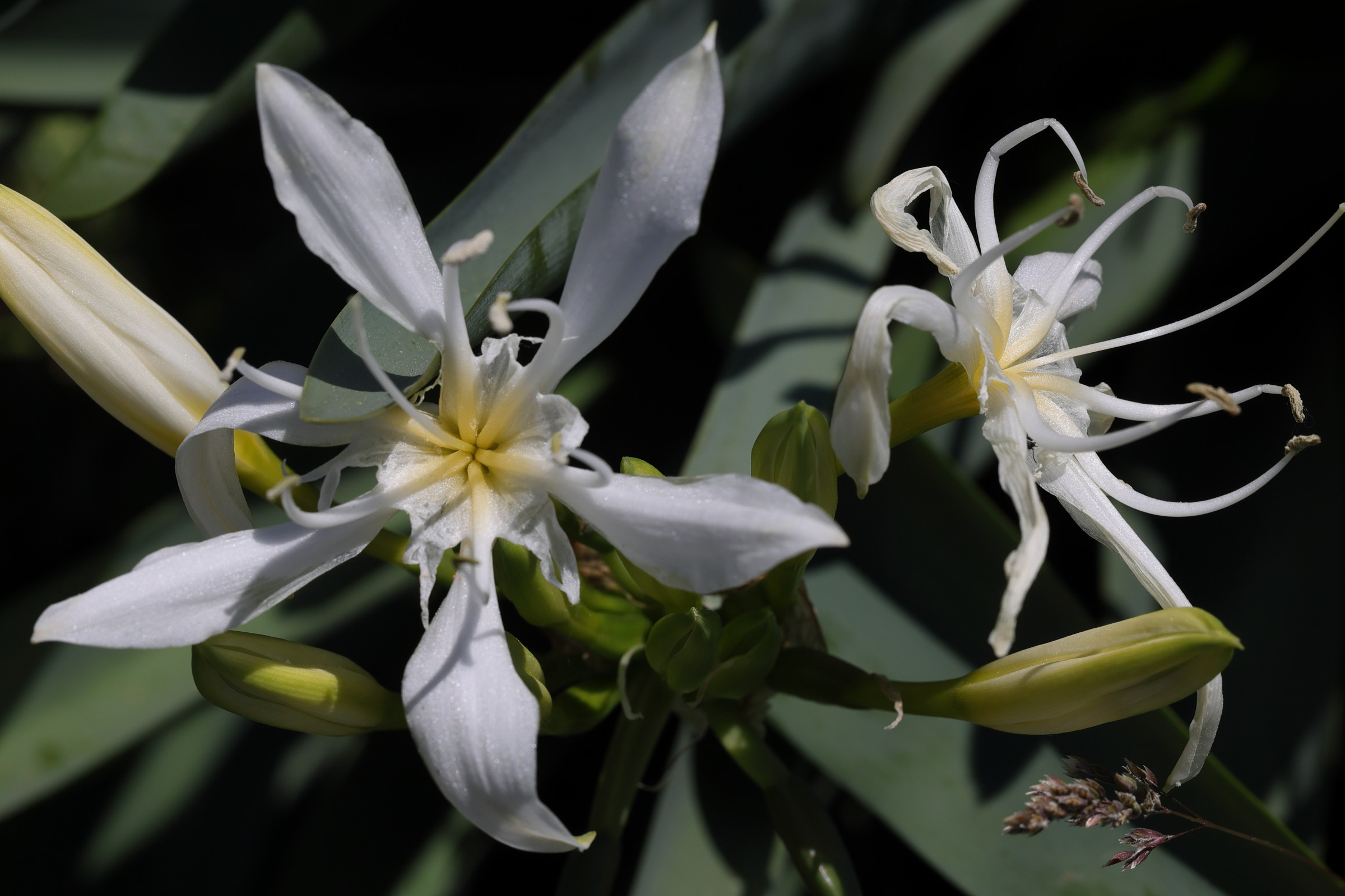 pancratium_illyricum4md