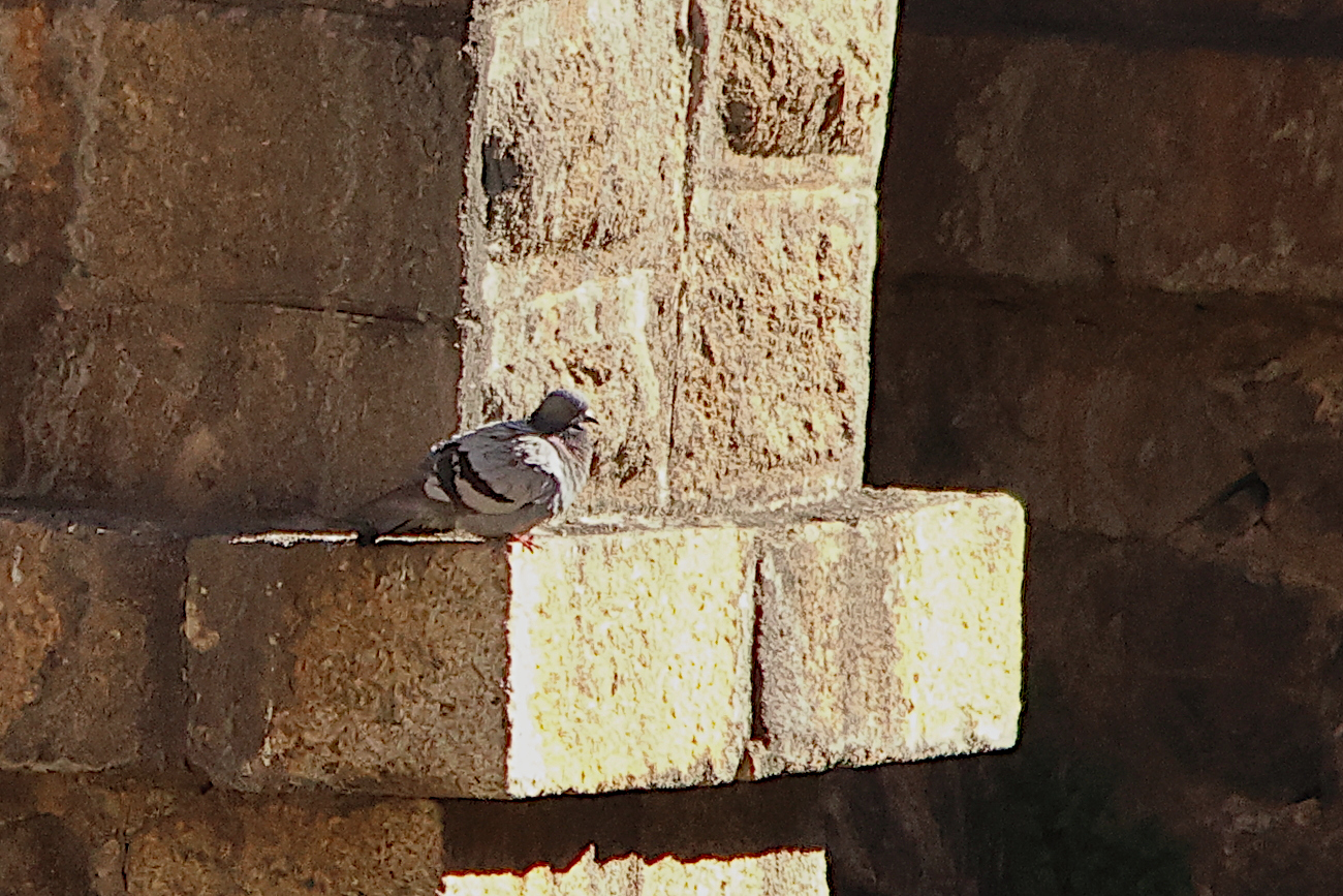 pigeon_biset_-sauvage-_-_columba_livia1bd