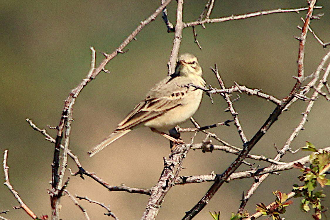 pipit_rousseline_-_anthus_campestris1md