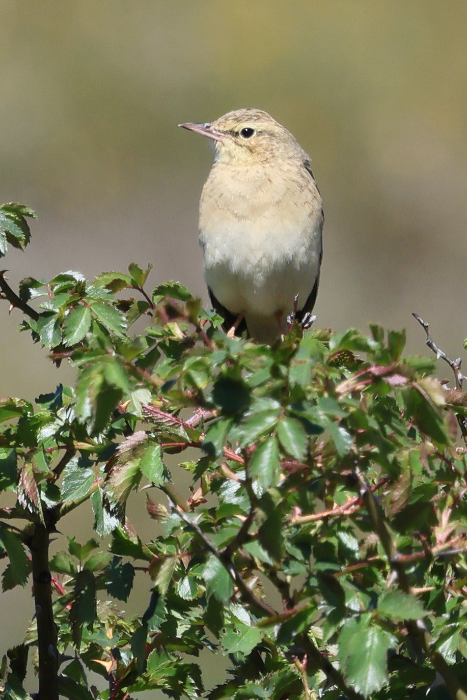 pipit_rousseline_-_anthus_campestris2bdjpg
