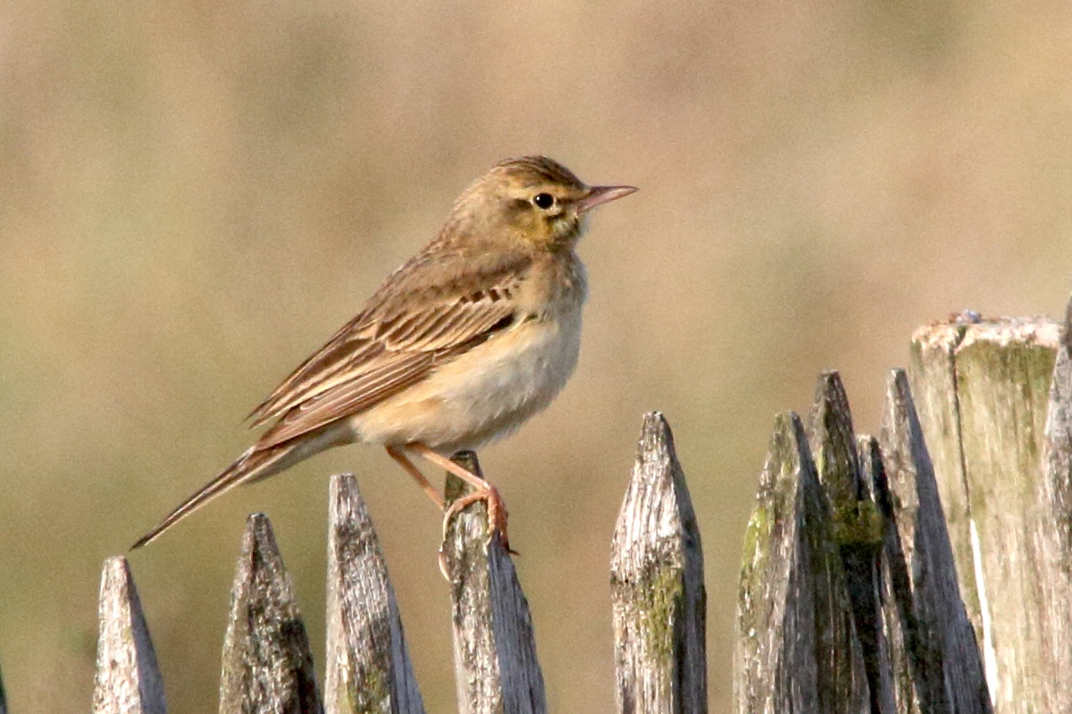 pipit_rousseline_-_anthus_campestris3md
