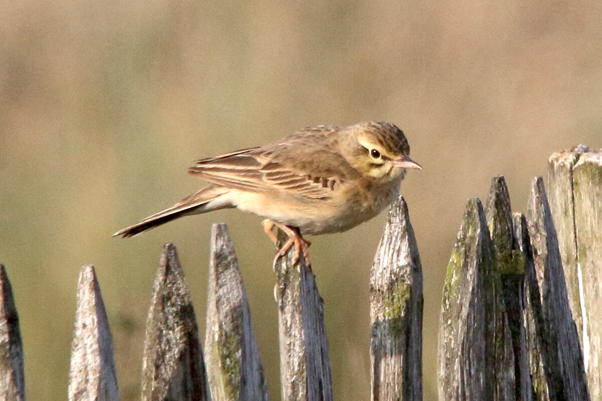 pipit_rousseline_-_anthus_campestris4md