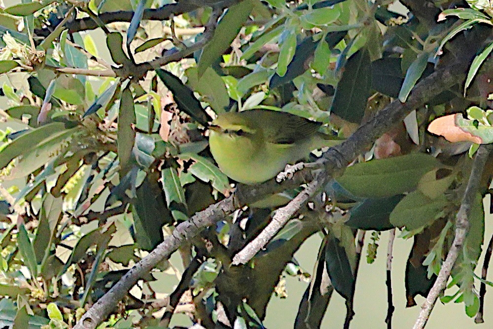 pouillot_siffleur_-_phylloscopus_sibilatrix1bd