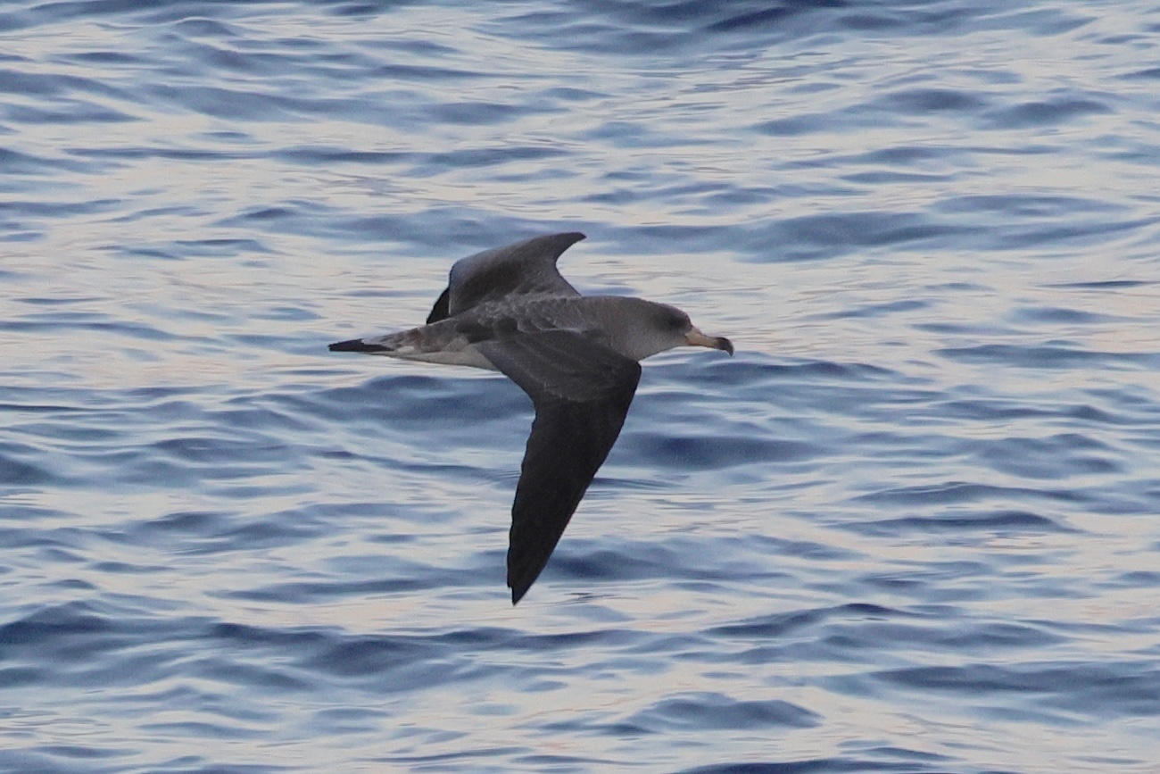 puffin_de_scopoli_-_calonectris_diomedea1bd