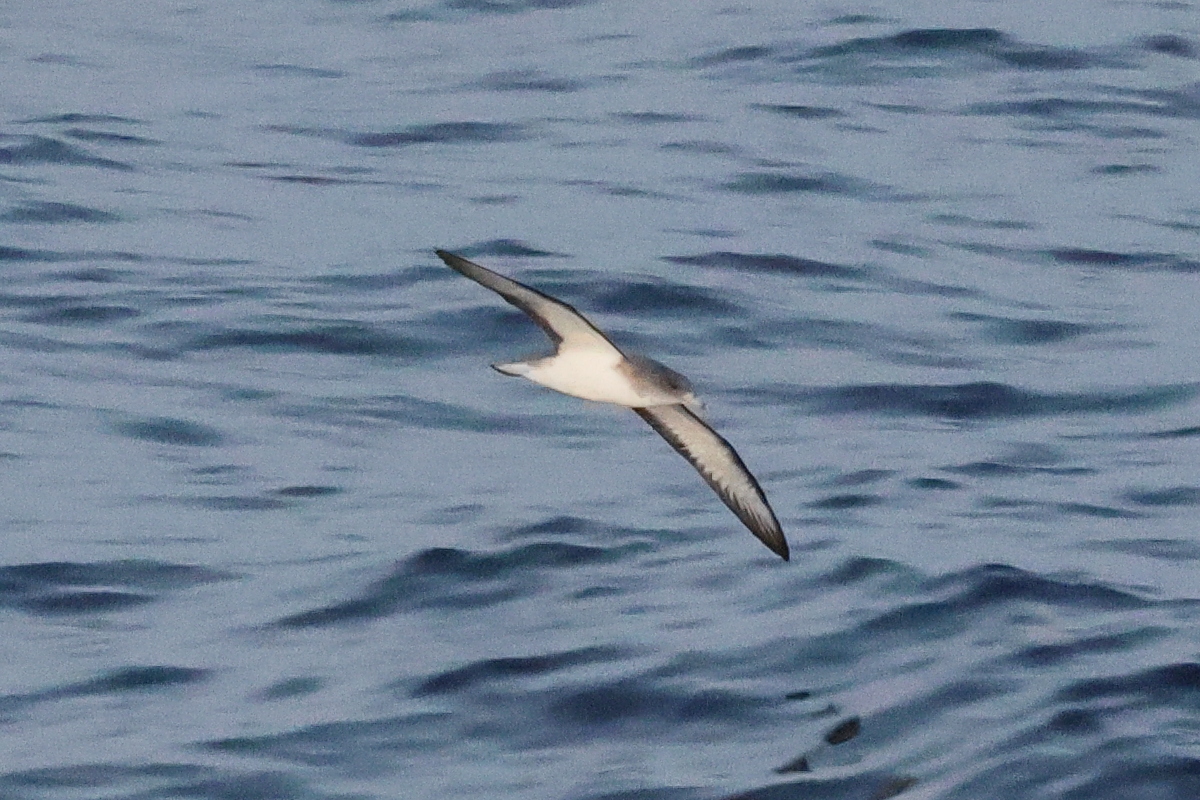 puffin_de_scopoli_-_calonectris_diomedea2bd
