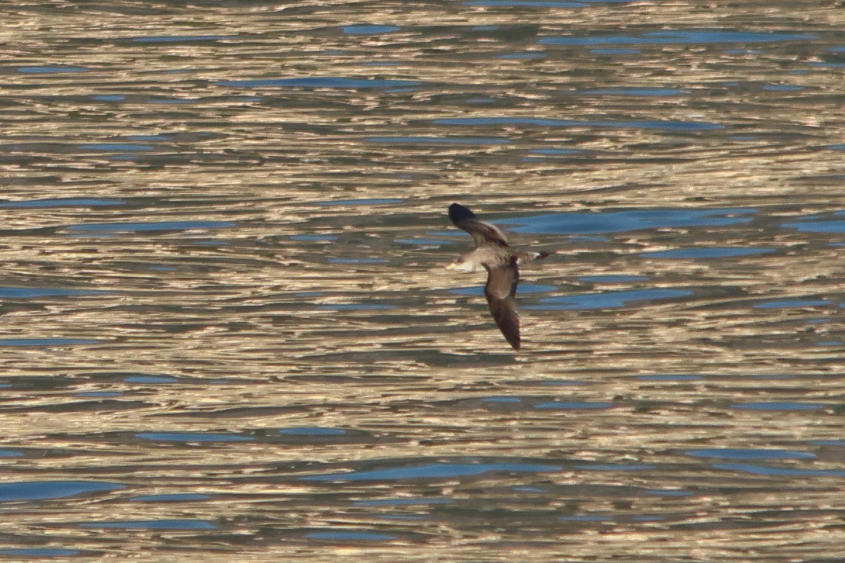 puffin_de_scopoli_-_calonectris_diomedea3md