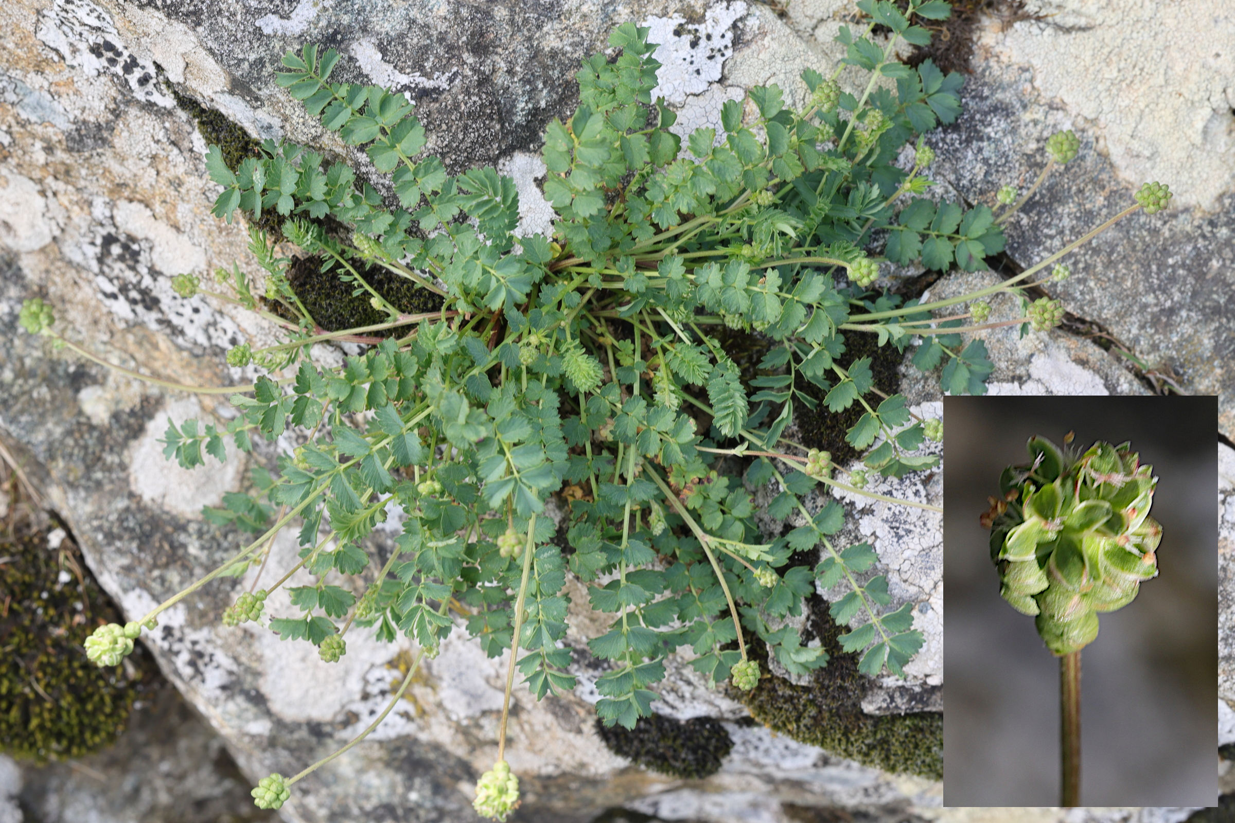 sanguisorba_verrucosa1md